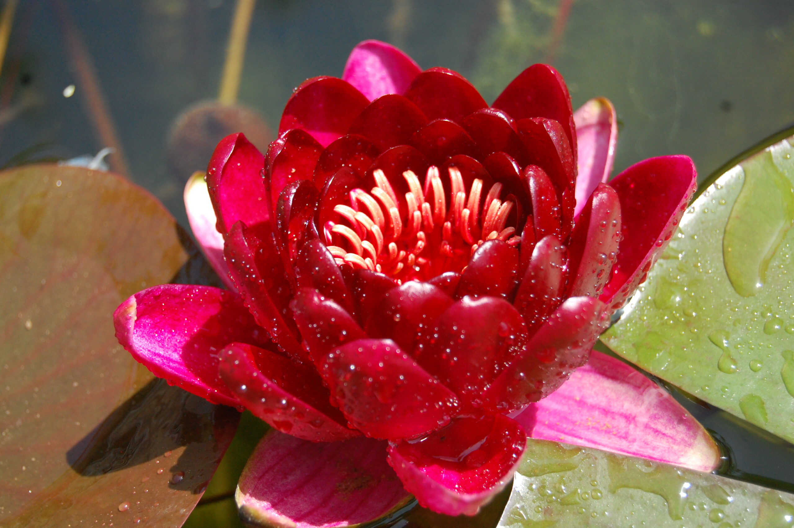 acheter nénuphar nymphaea Black Princess for sale buy on line (22)