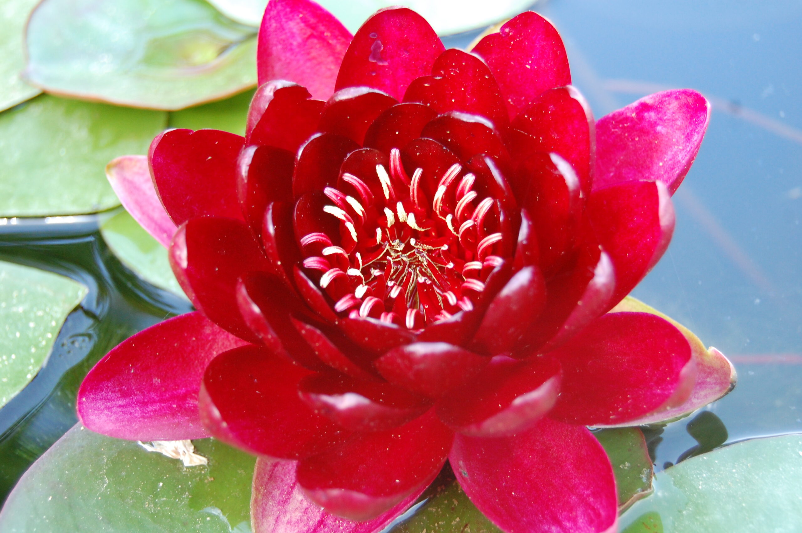 acheter nénuphar nymphaea Black Princess for sale buy on line (25)