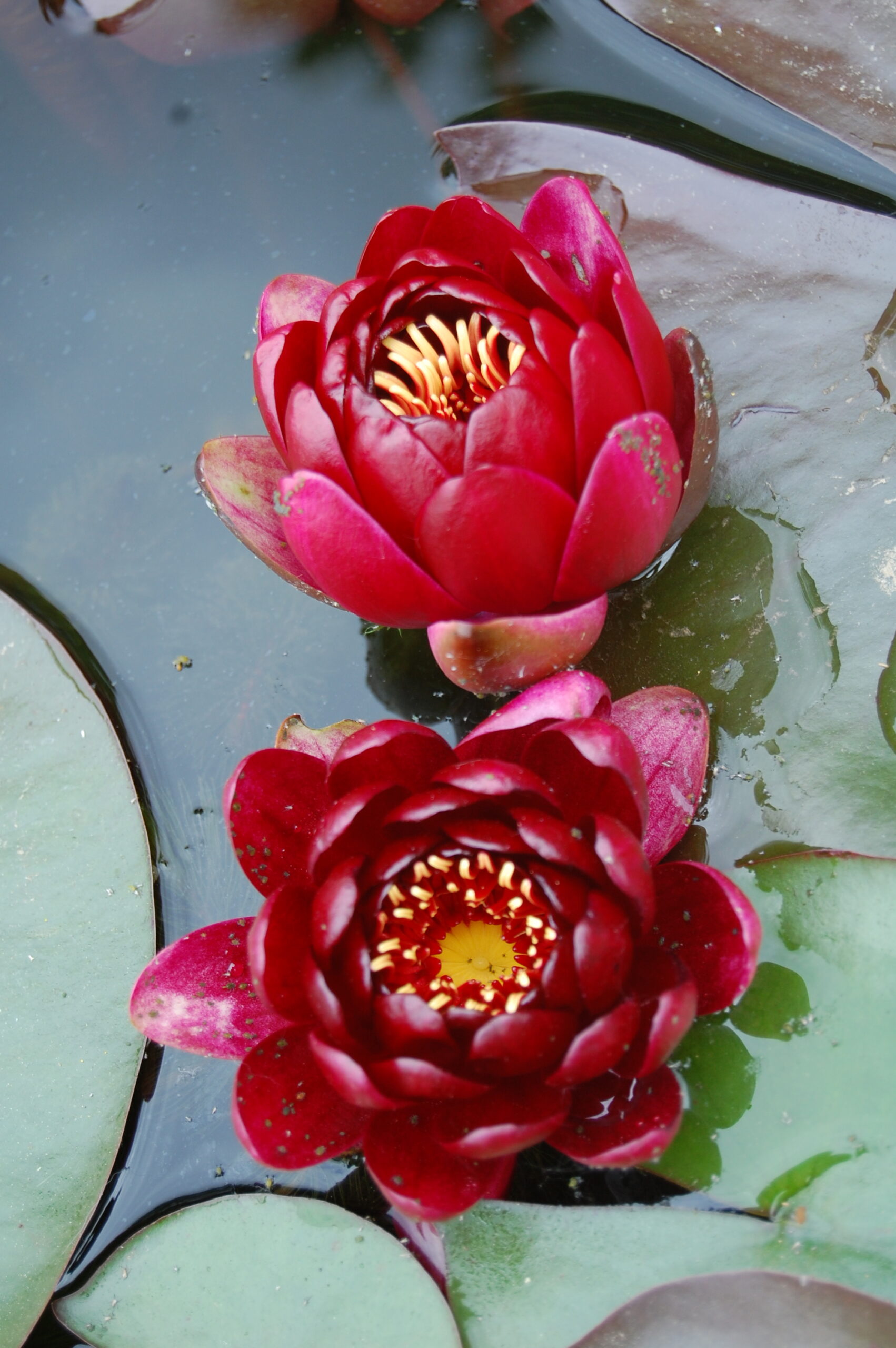acheter nénuphar nymphaea Black Princess for sale buy on line (31)