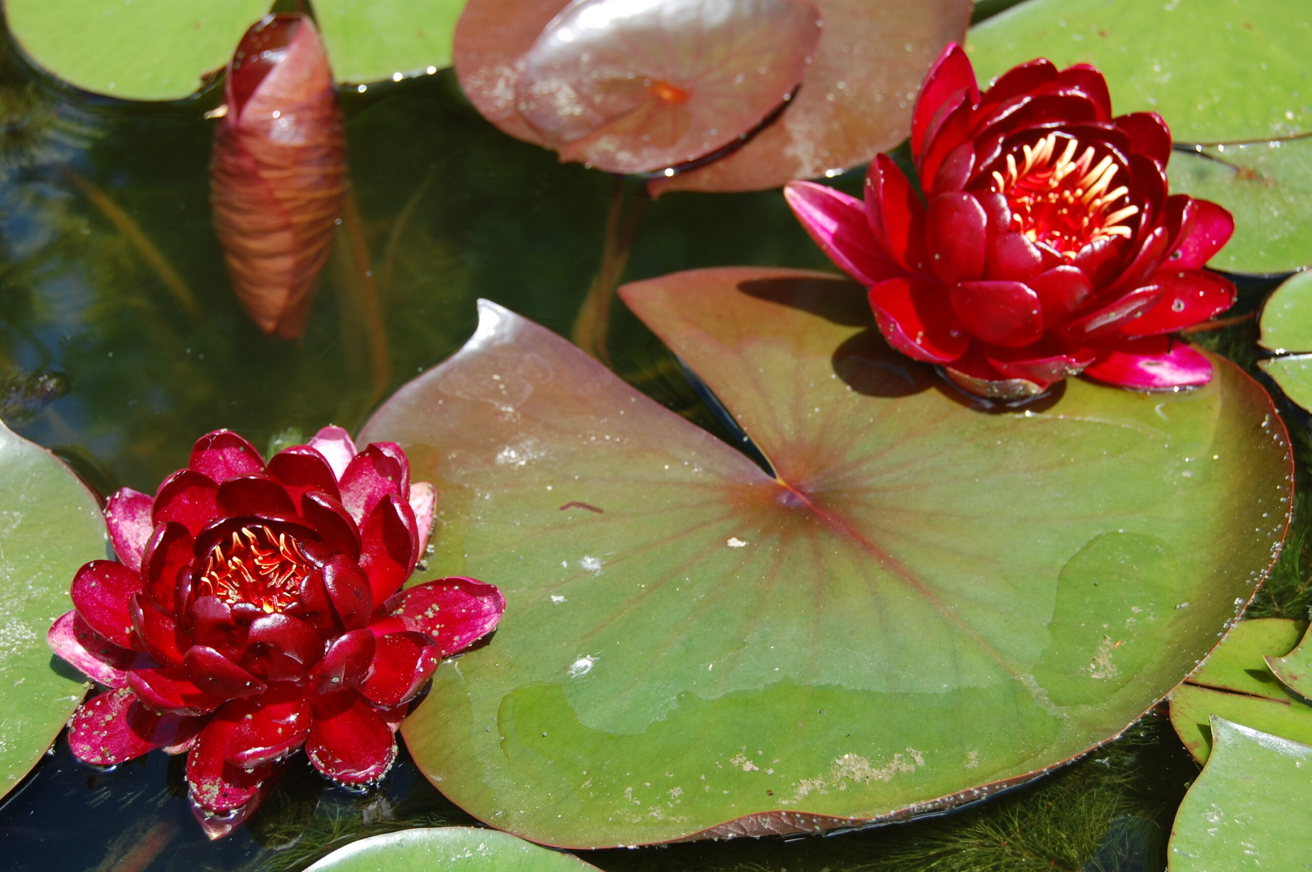 acheter nénuphar nymphaea Black Princess for sale buy on line (35)