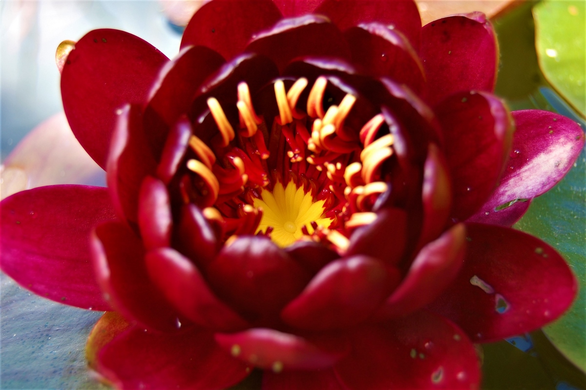 acheter nénuphar nymphaea Black Princess for sale buy on line (36)