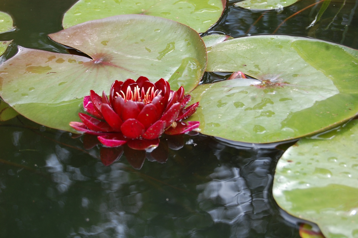 acheter nénuphar nymphaea Black Princess for sale buy on line (54)