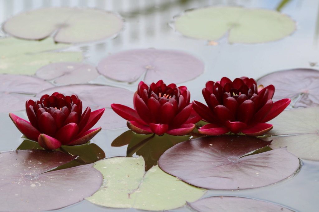 acheter nénuphar nymphaea Black Princess for sale buy on line (56)