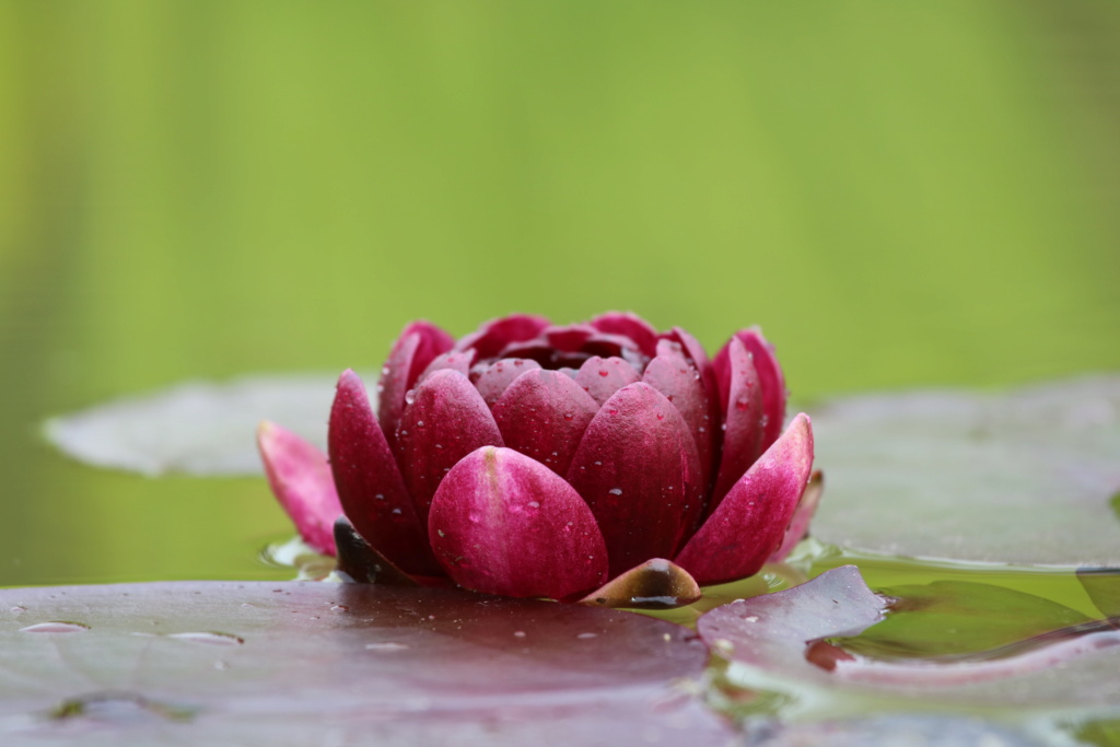 acheter nénuphar nymphaea Black Princess for sale buy on line (58)