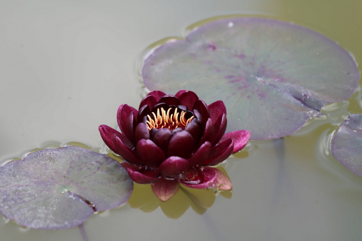 acheter nénuphar nymphaea Black Princess for sale buy on line (59)