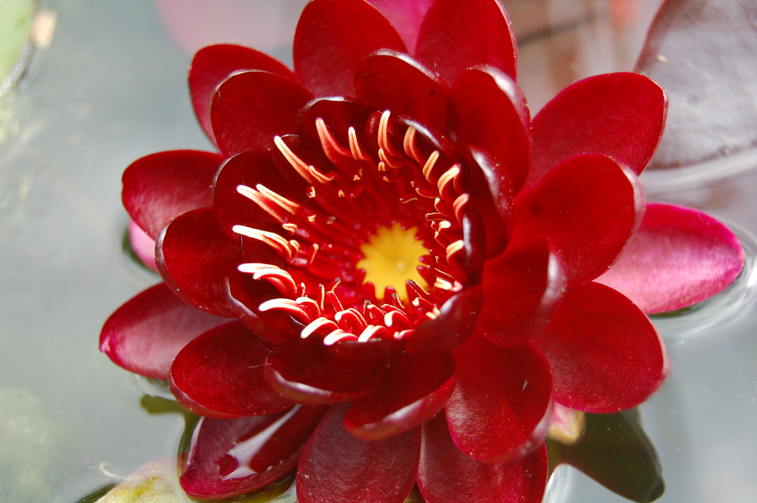 acheter nénuphar nymphaea Black Princess for sale buy on line (7)