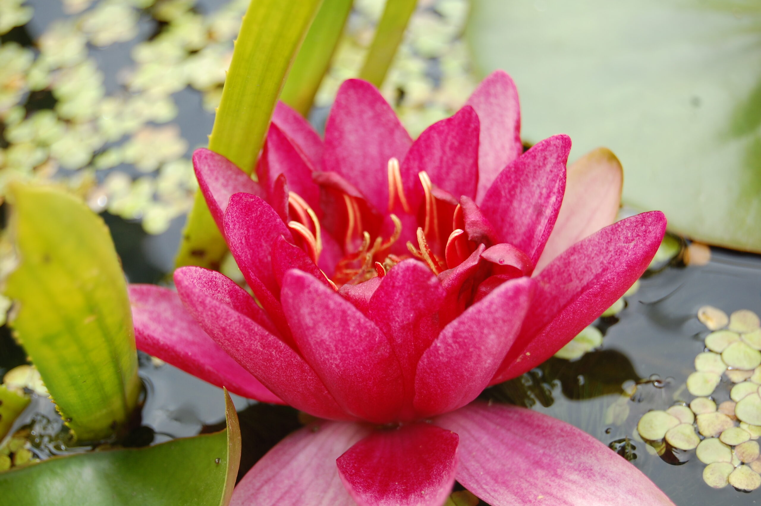 acheter nénuphar nymphaea Burgundy Princess for sale buy on line (2)