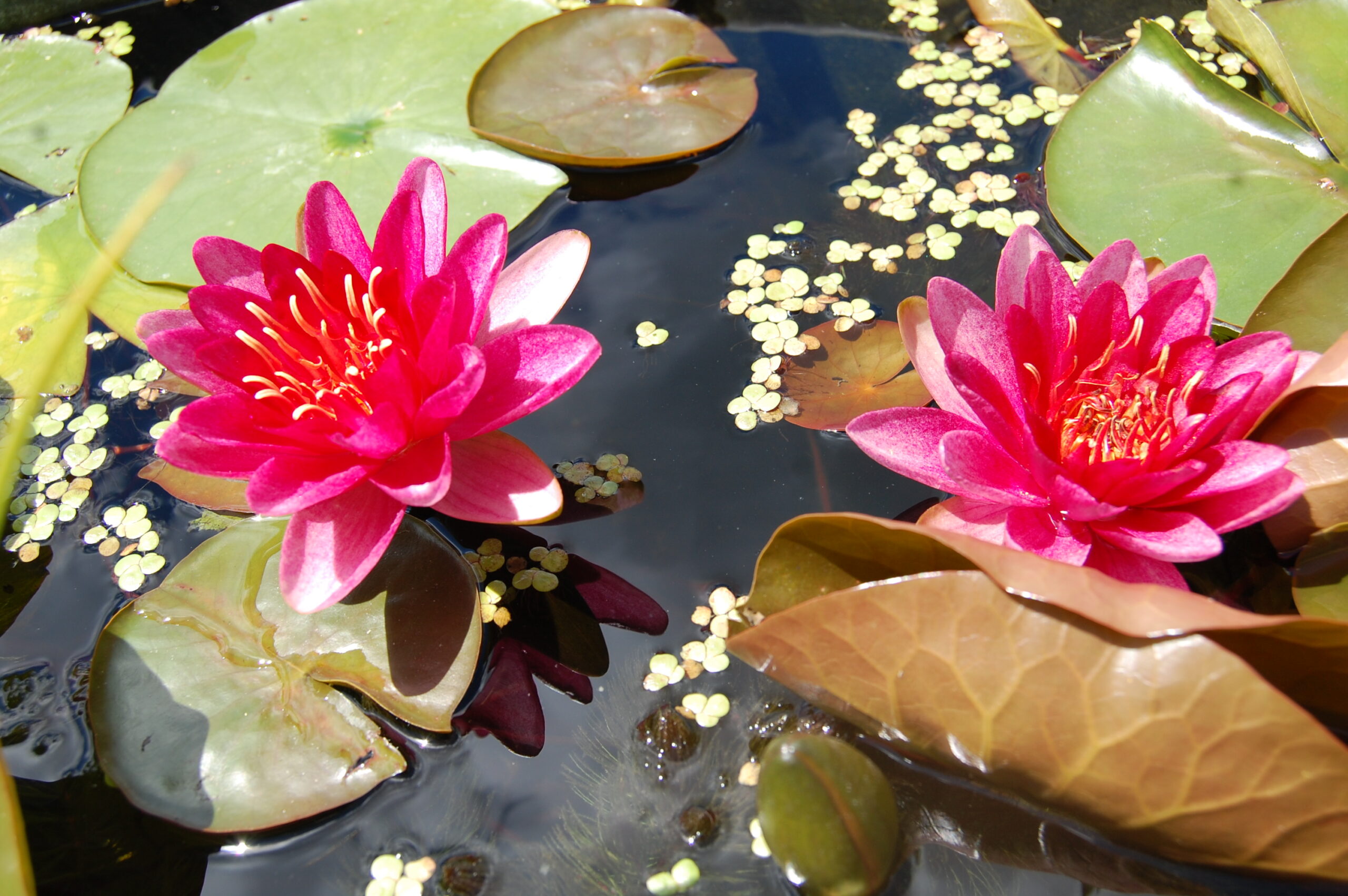 acheter nénuphar nymphaea Burgundy Princess for sale buy on line (3)