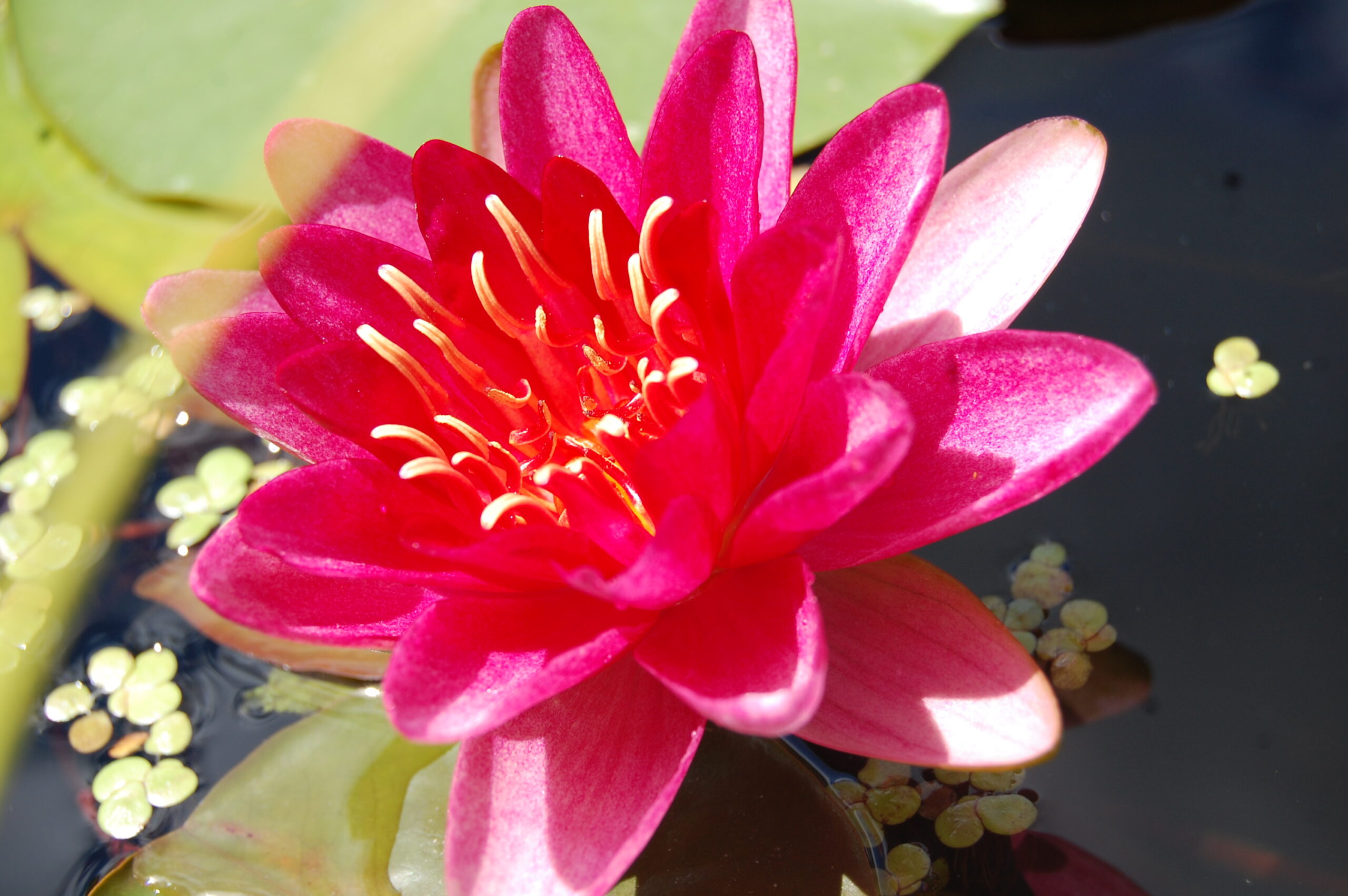 acheter nénuphar nymphaea Burgundy Princess for sale buy on line (4)