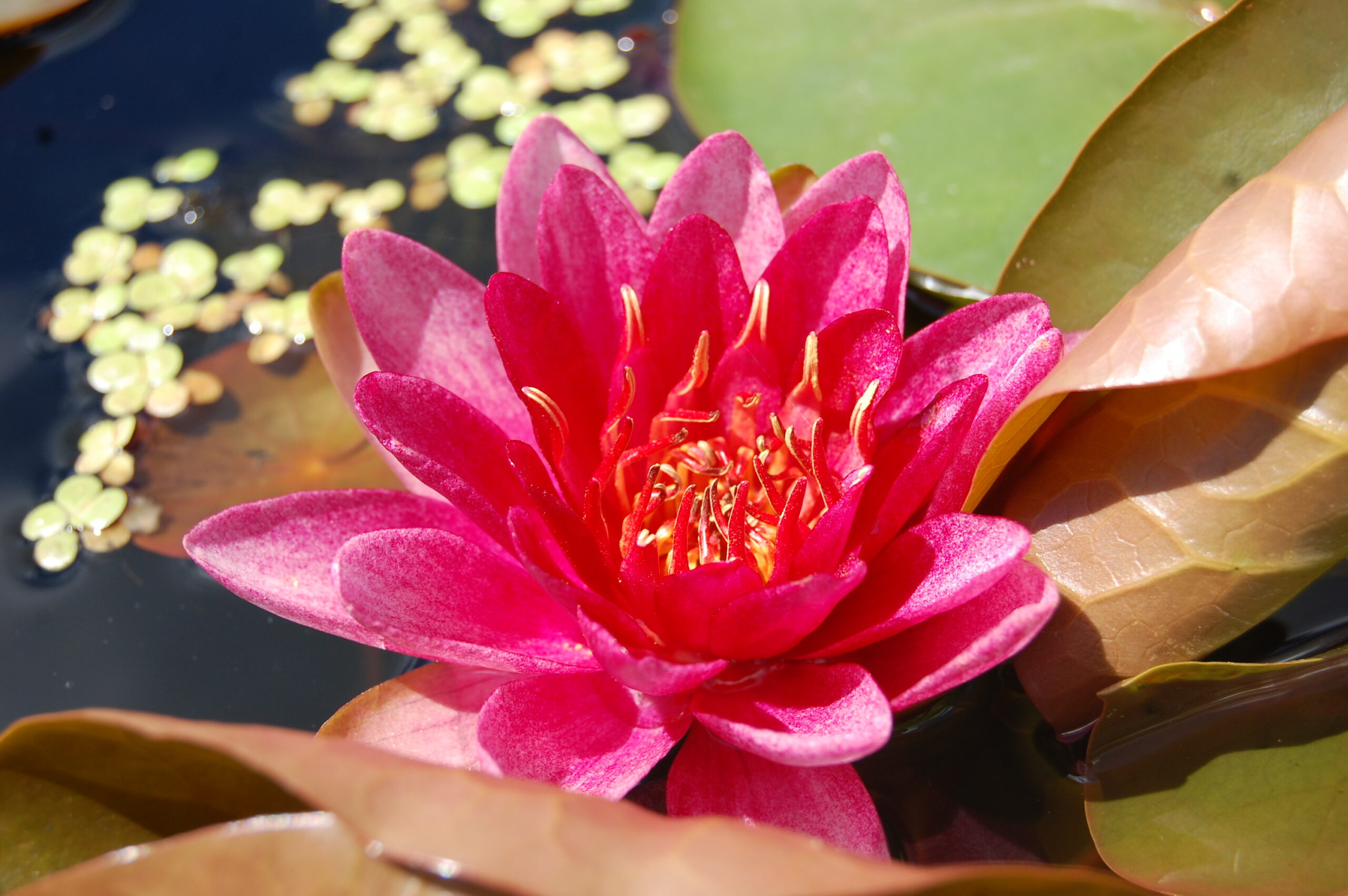 acheter nénuphar nymphaea Burgundy Princess for sale buy on line (5)