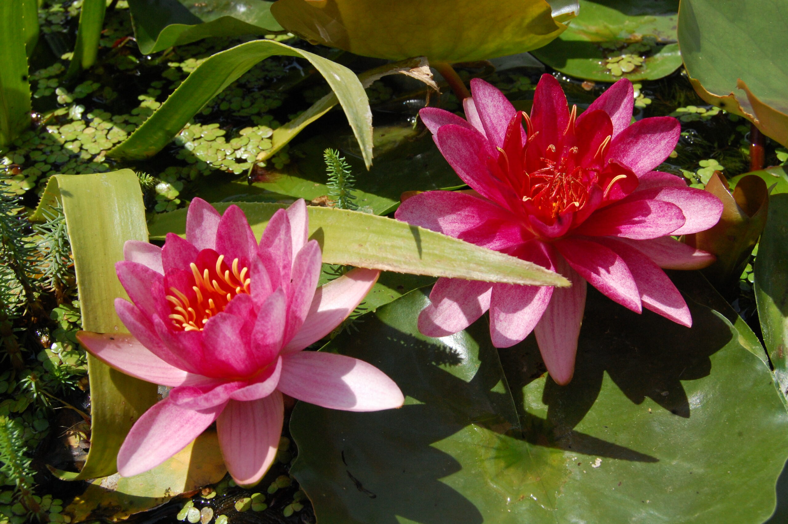 acheter nénuphar nymphaea Burgundy Princess for sale buy on line (6)