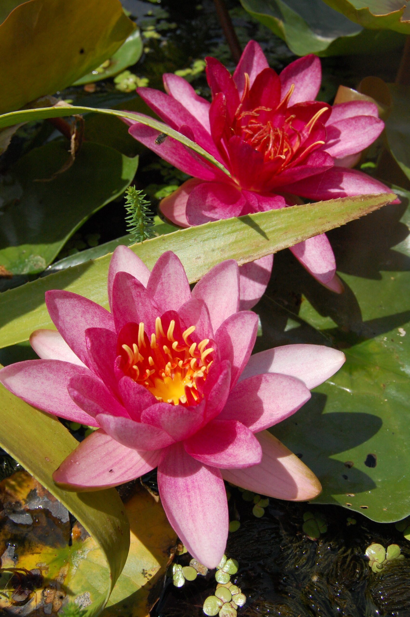 acheter nénuphar nymphaea Burgundy Princess for sale buy on line (7)