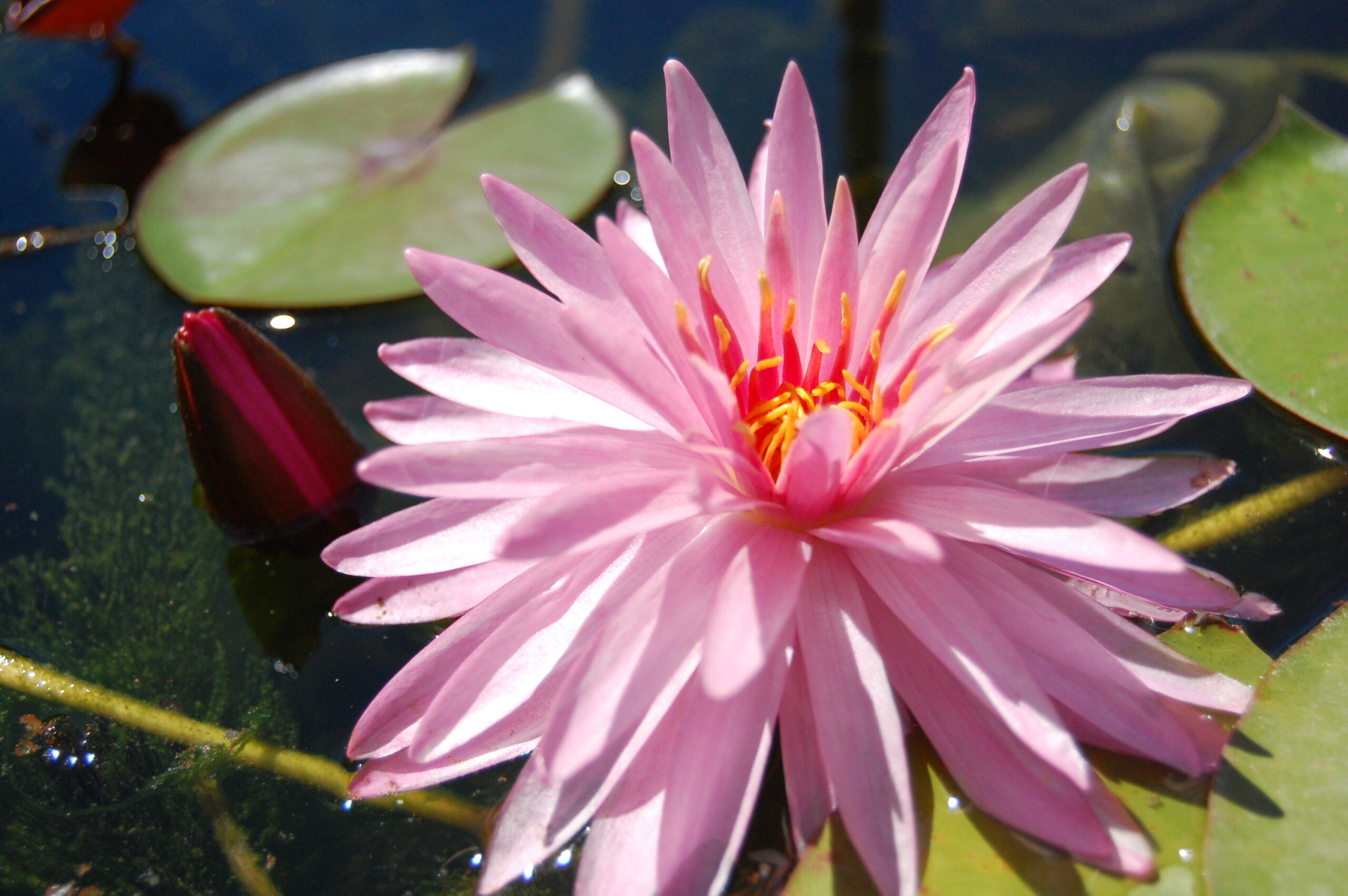 acheter nénuphar nymphaea Chatrat for sale buy on line (1)