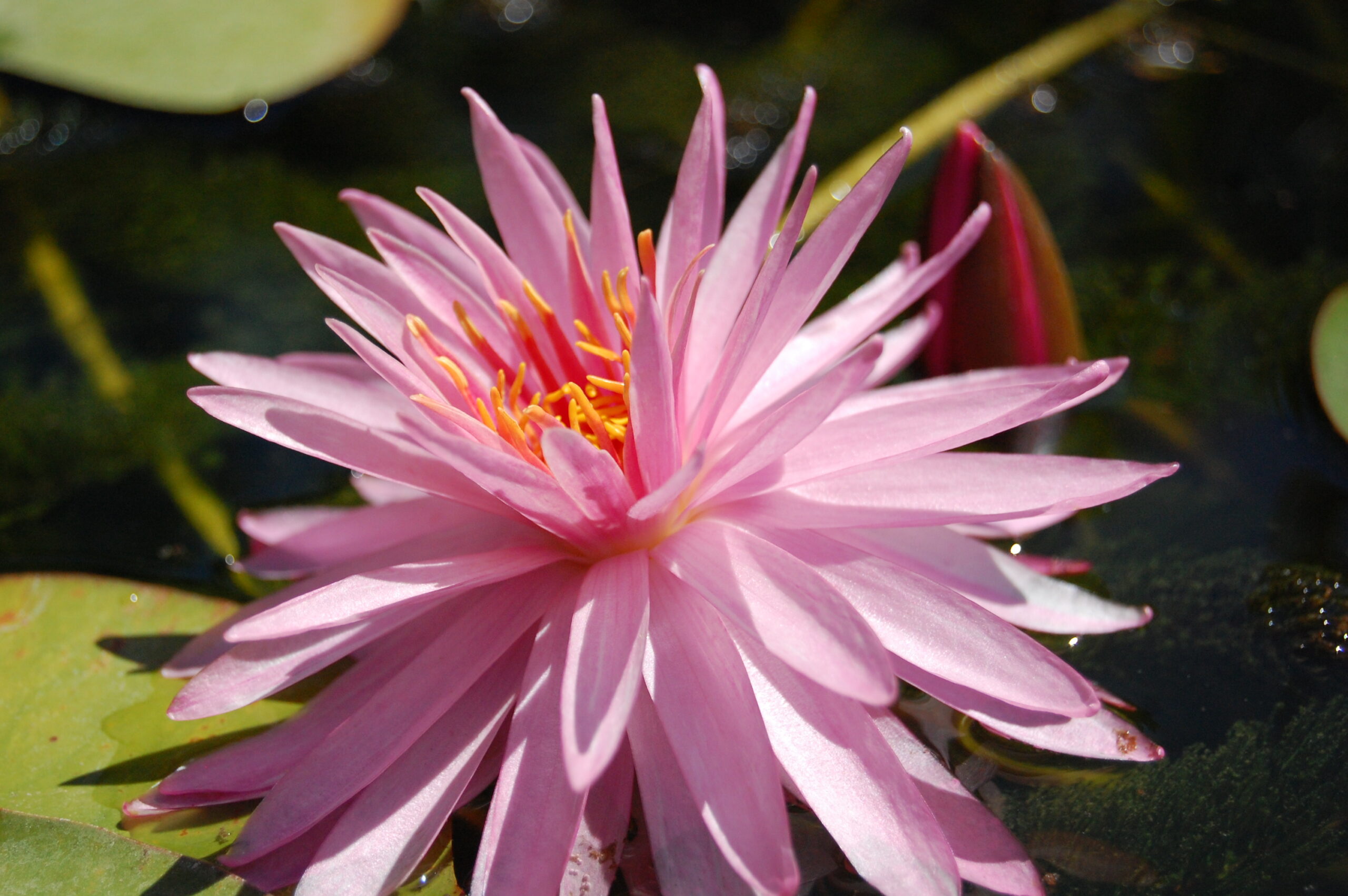 acheter nénuphar nymphaea Chatrat for sale buy on line (10)
