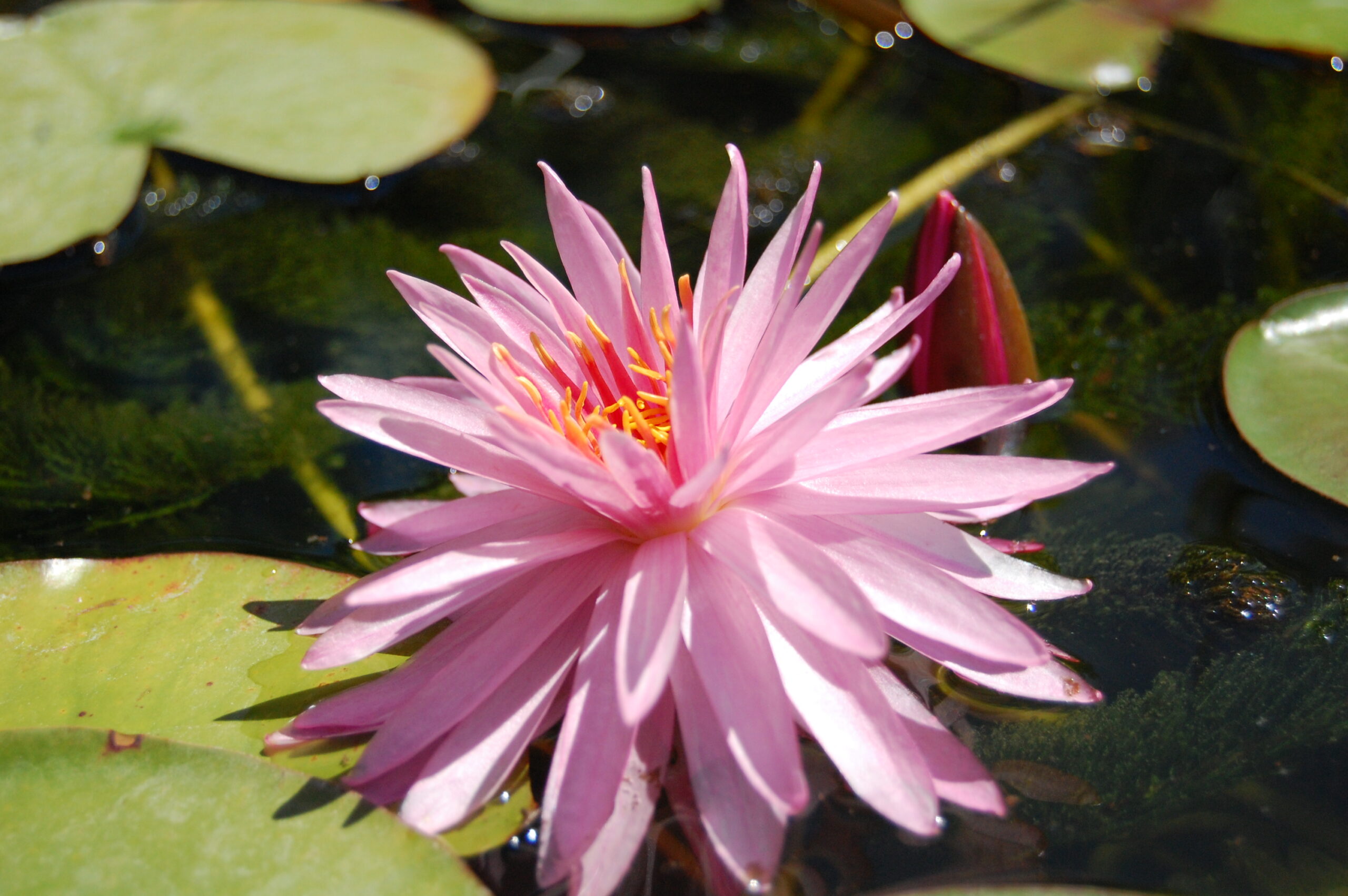 acheter nénuphar nymphaea Chatrat for sale buy on line (11)