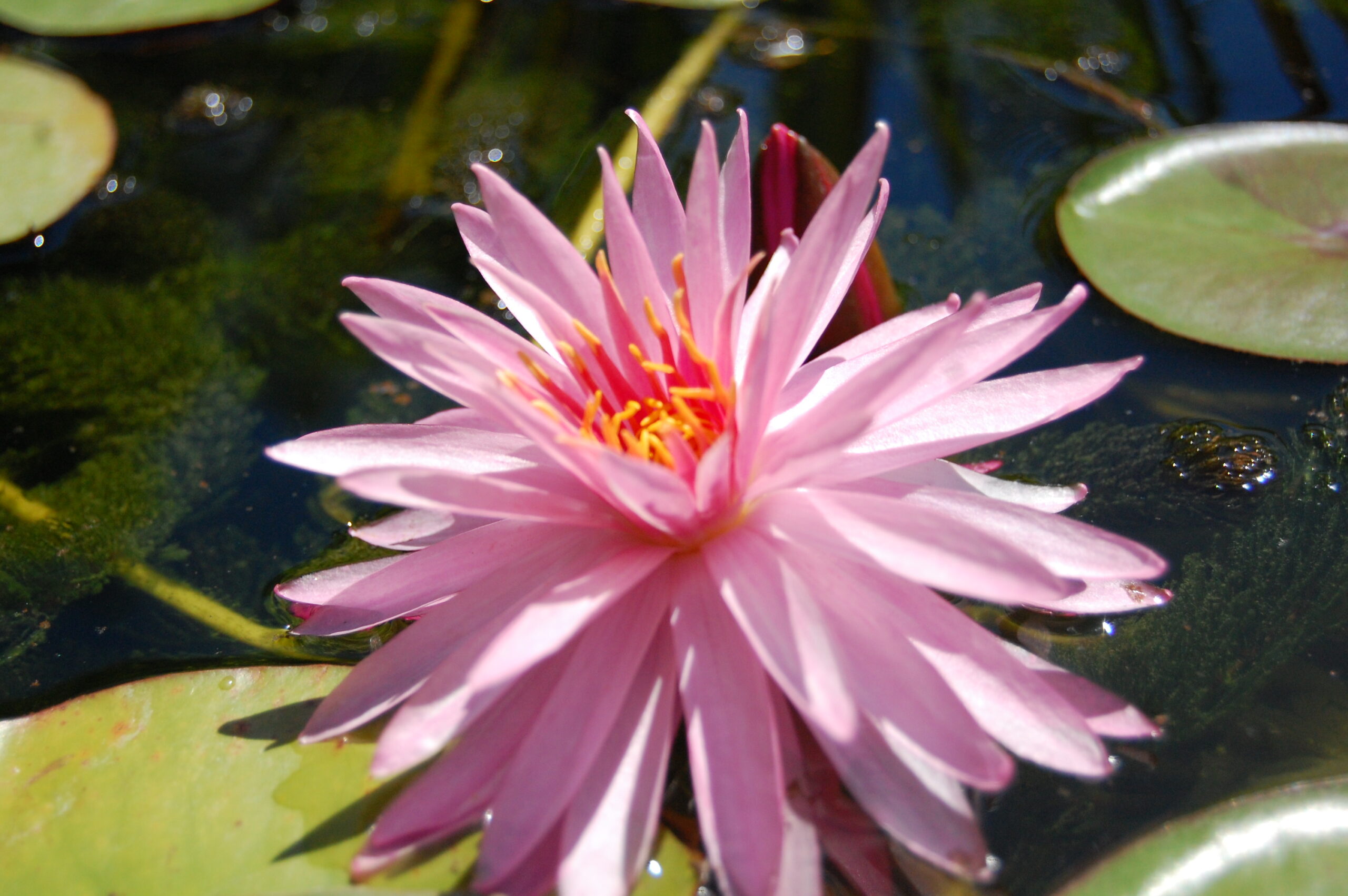 acheter nénuphar nymphaea Chatrat for sale buy on line (12)