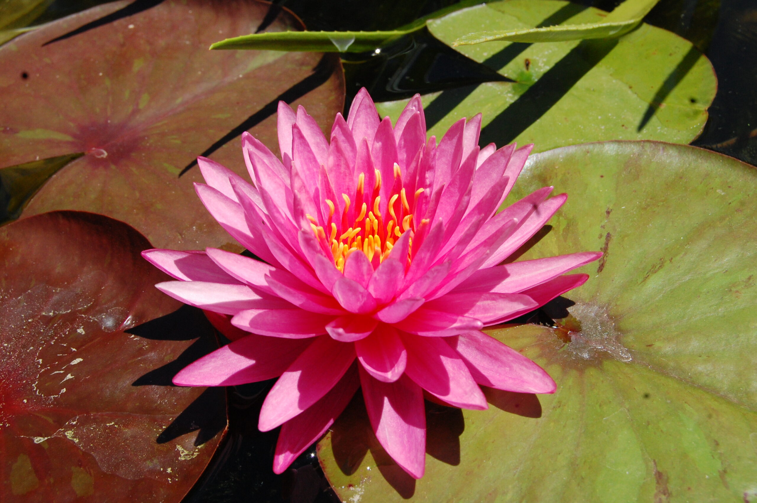 acheter nénuphar nymphaea Chatrat for sale buy on line (2)