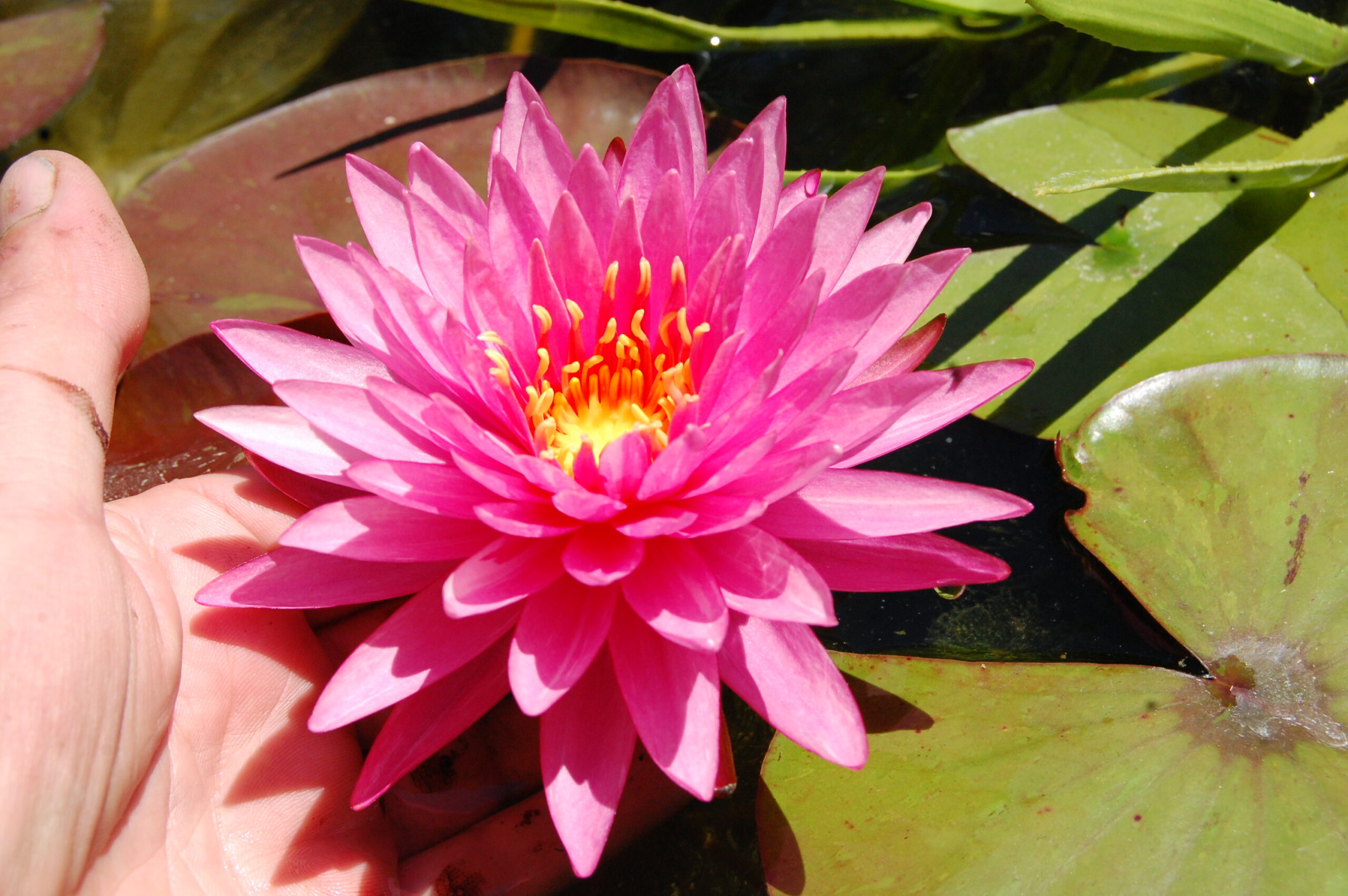 acheter nénuphar nymphaea Chatrat for sale buy on line (4)