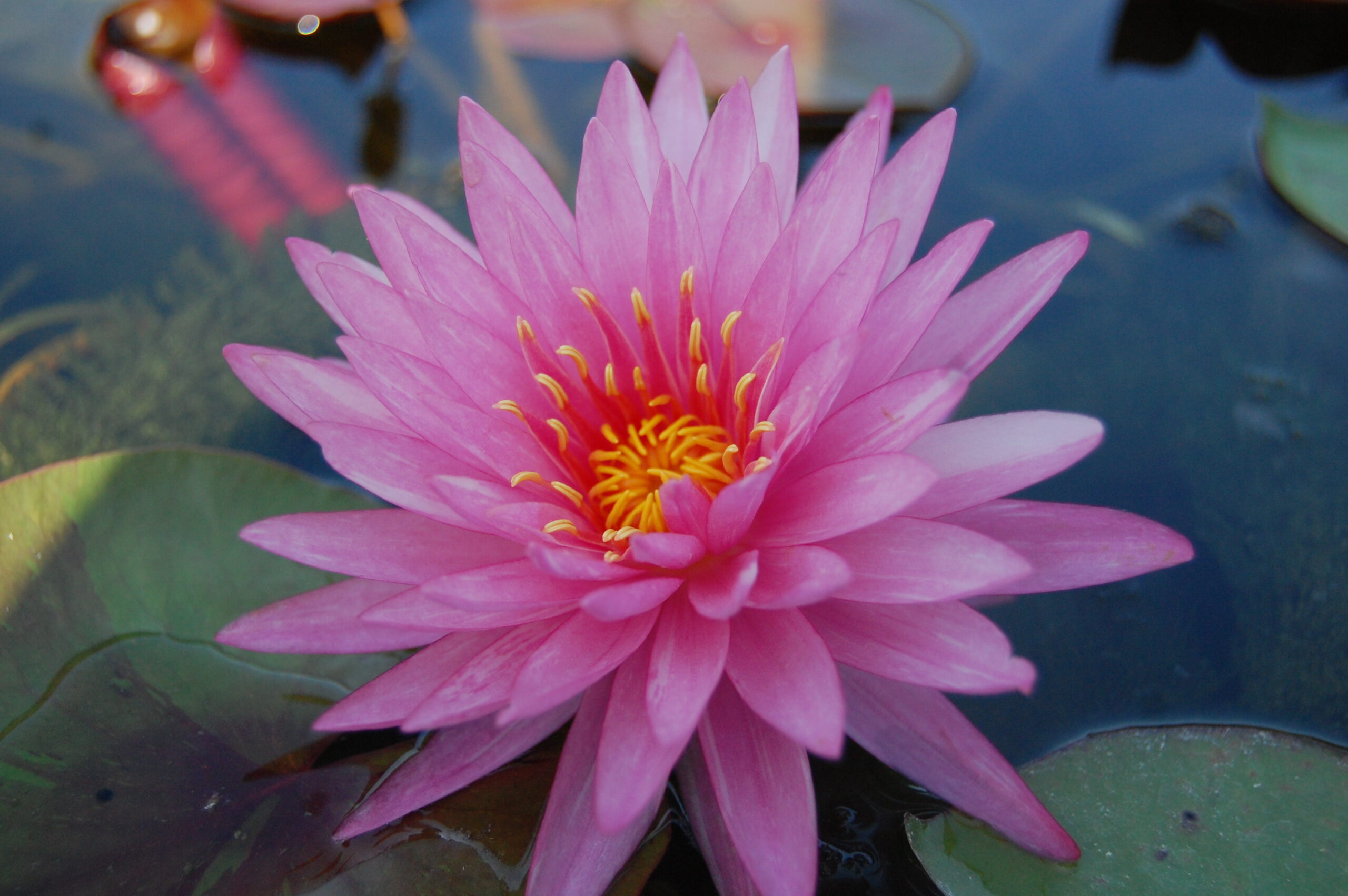 acheter nénuphar nymphaea Chatrat for sale buy on line (6)