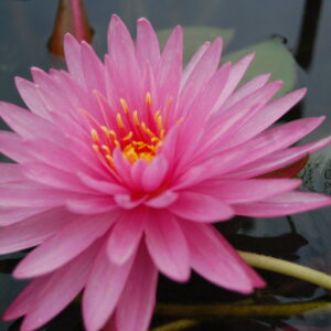 acheter nénuphar nymphaea Chatrat for sale buy on line (7)