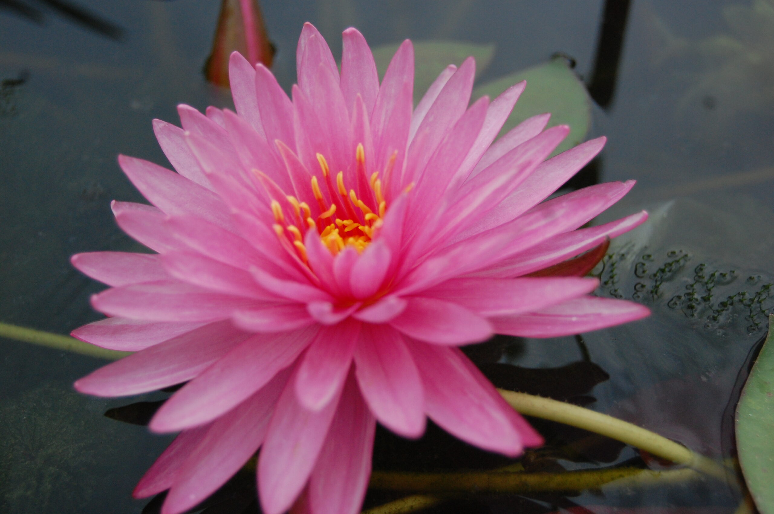 acheter nénuphar nymphaea Chatrat for sale buy on line (7)