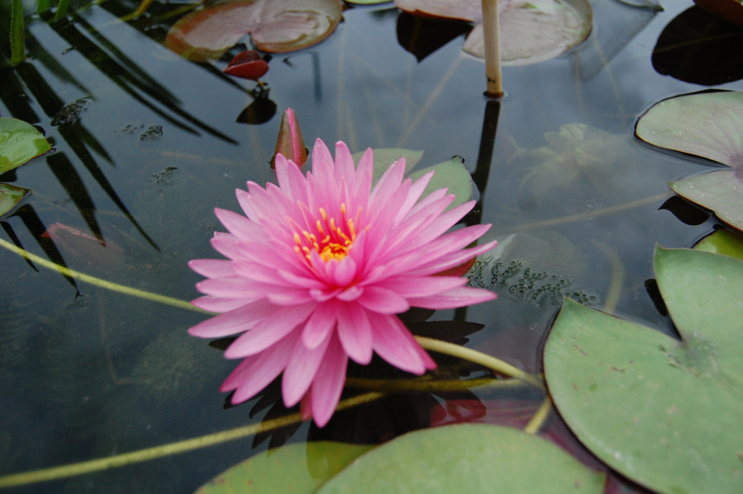 acheter nénuphar nymphaea Chatrat for sale buy on line (8)