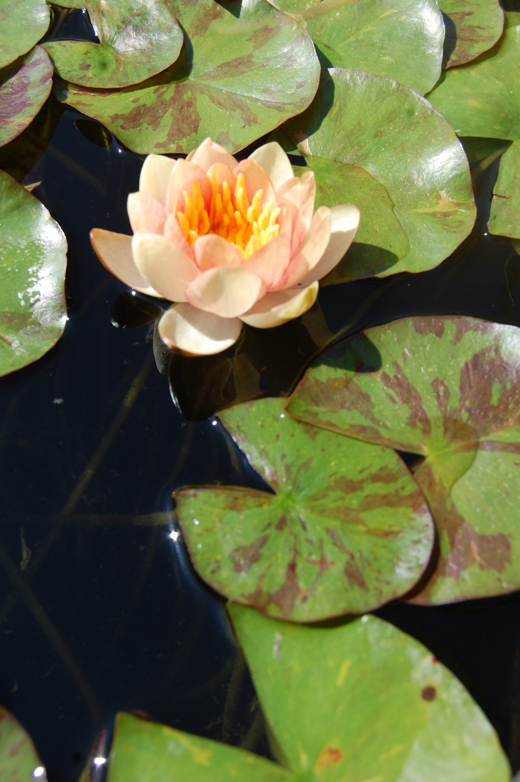 acheter nénuphar nymphaea Chrysantha for sale buy on line (1) Copie