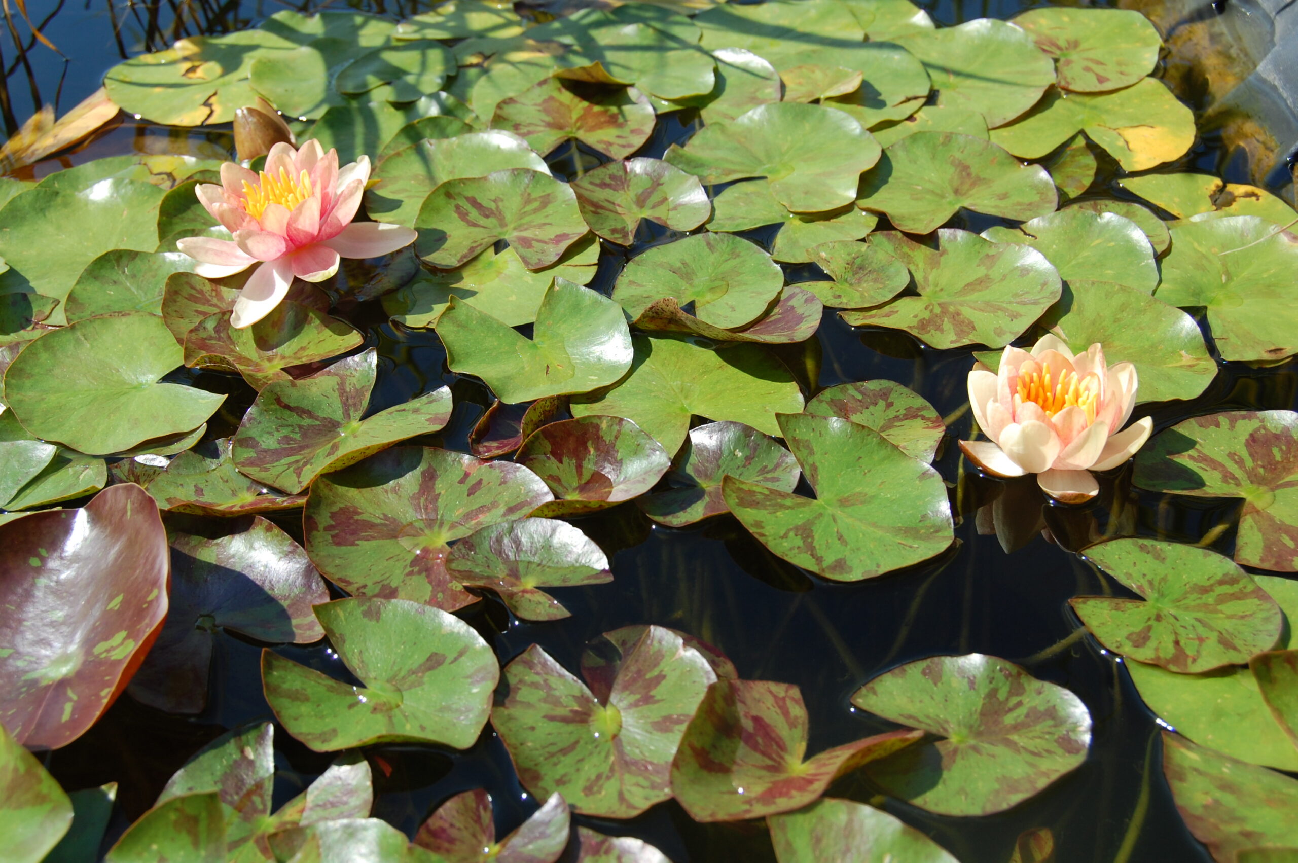 acheter nénuphar nymphaea Chrysantha for sale buy on line (11)