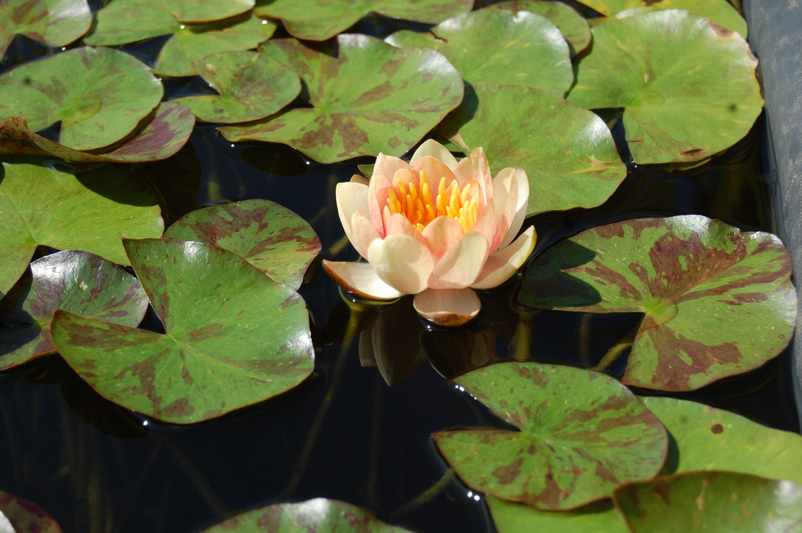 acheter nénuphar nymphaea Chrysantha for sale buy on line (12)