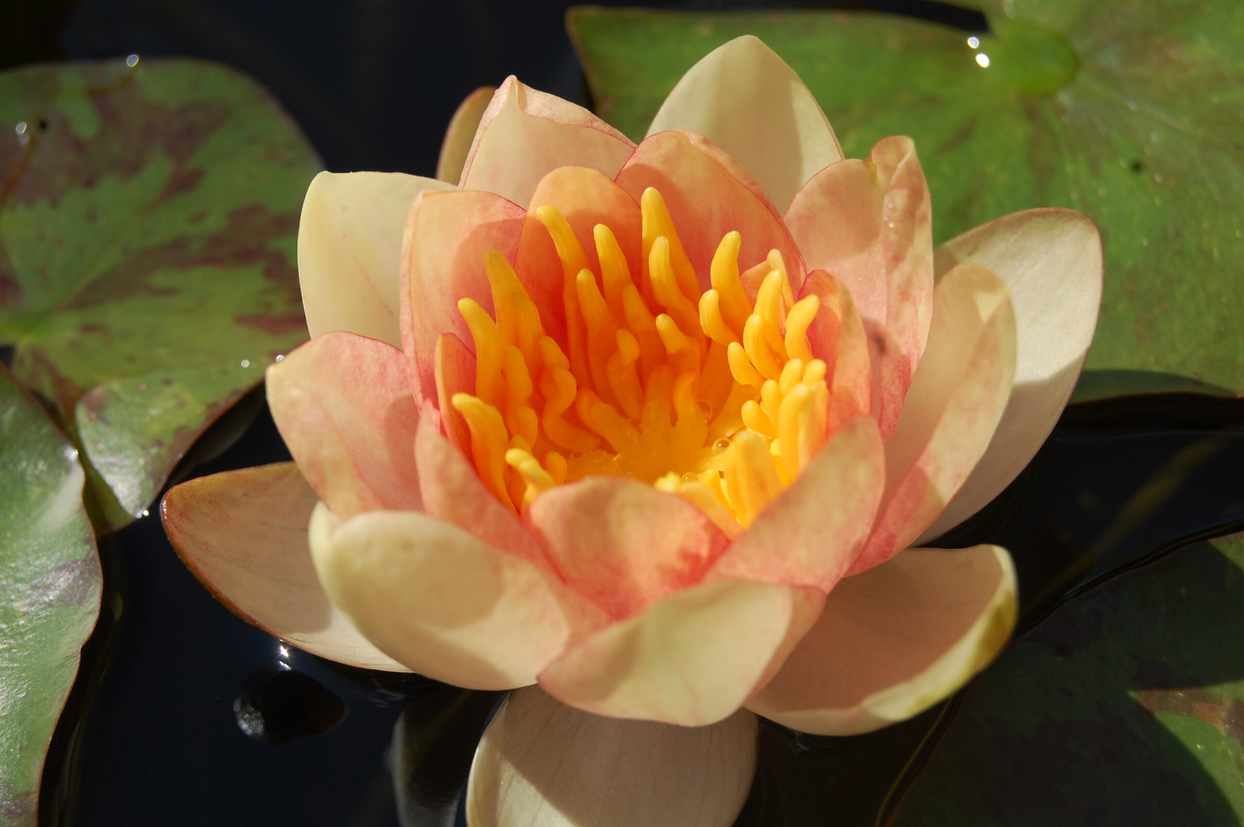 acheter nénuphar nymphaea Chrysantha for sale buy on line (15) Copie