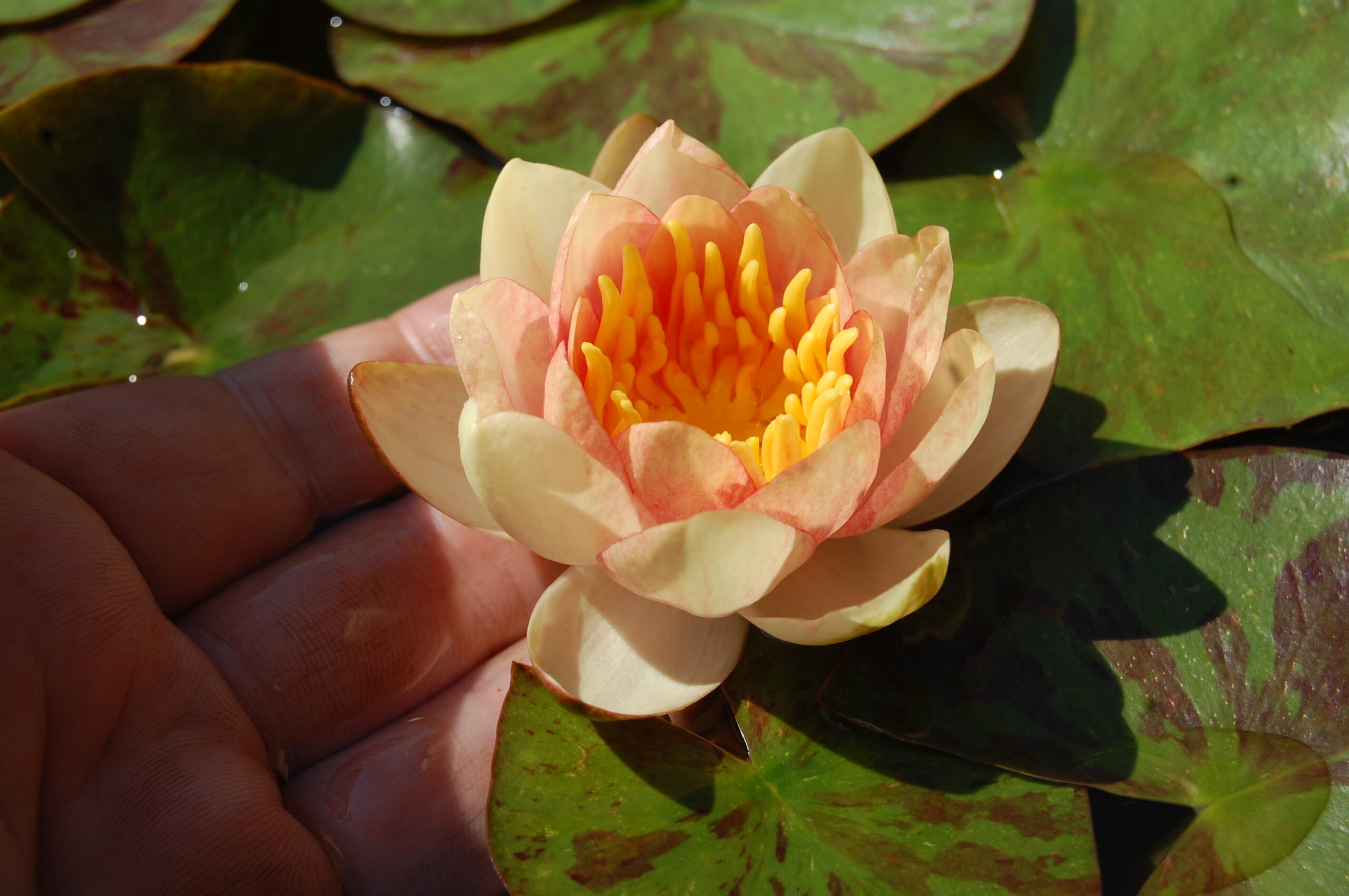 acheter nénuphar nymphaea Chrysantha for sale buy on line (16) Copie