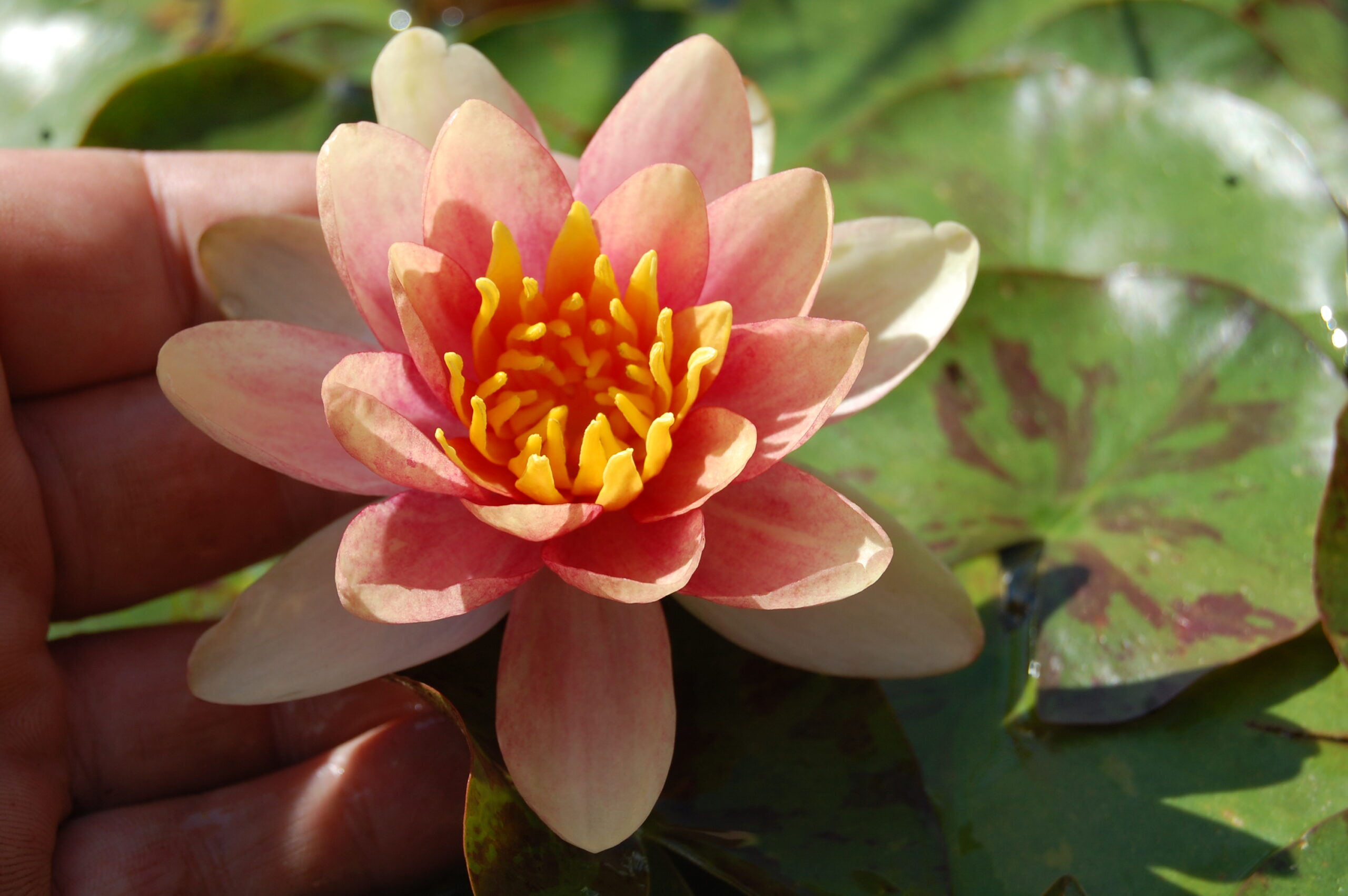 acheter nénuphar nymphaea Chrysantha for sale buy on line (17) Copie