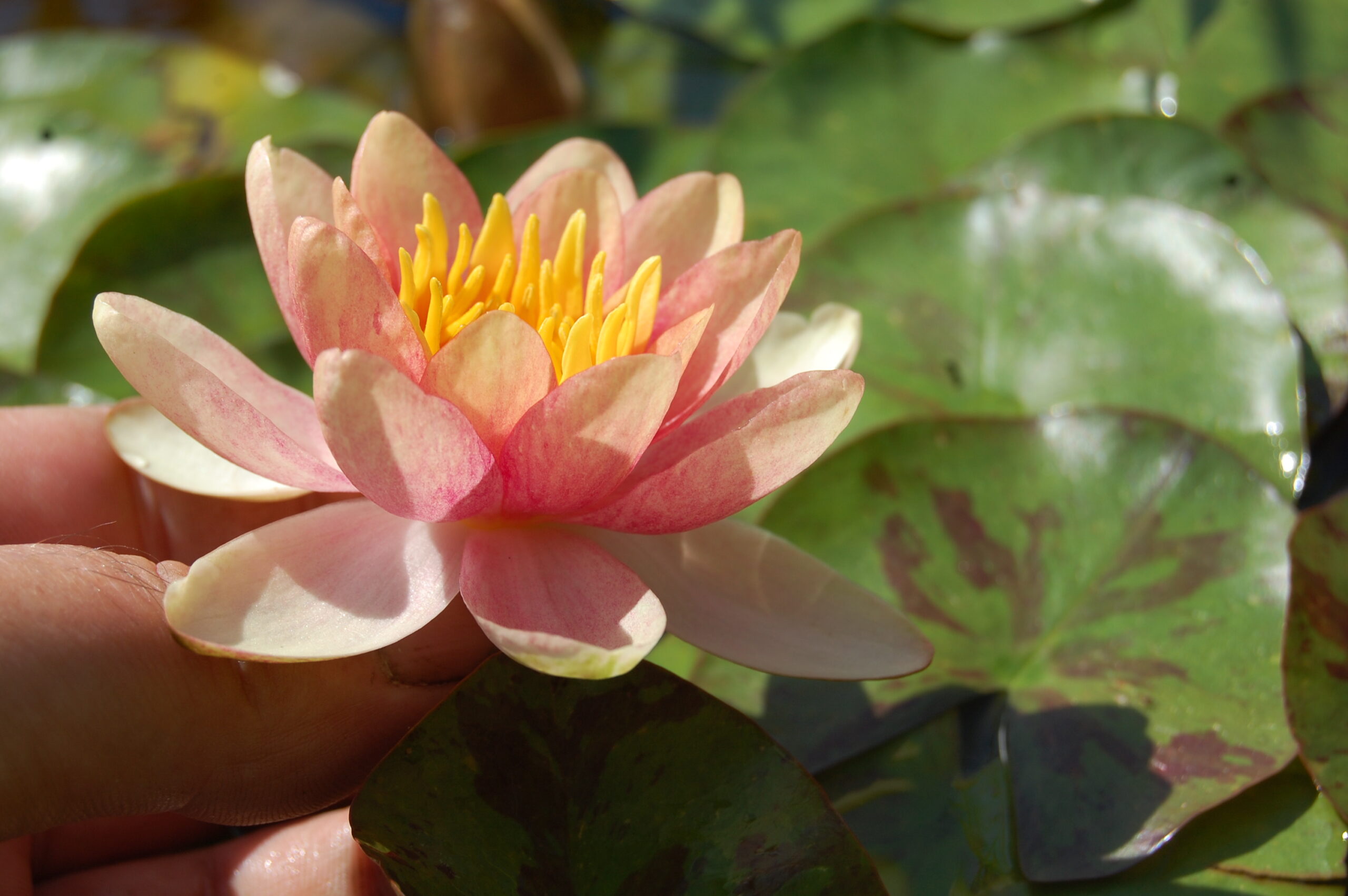 acheter nénuphar nymphaea Chrysantha for sale buy on line (18)