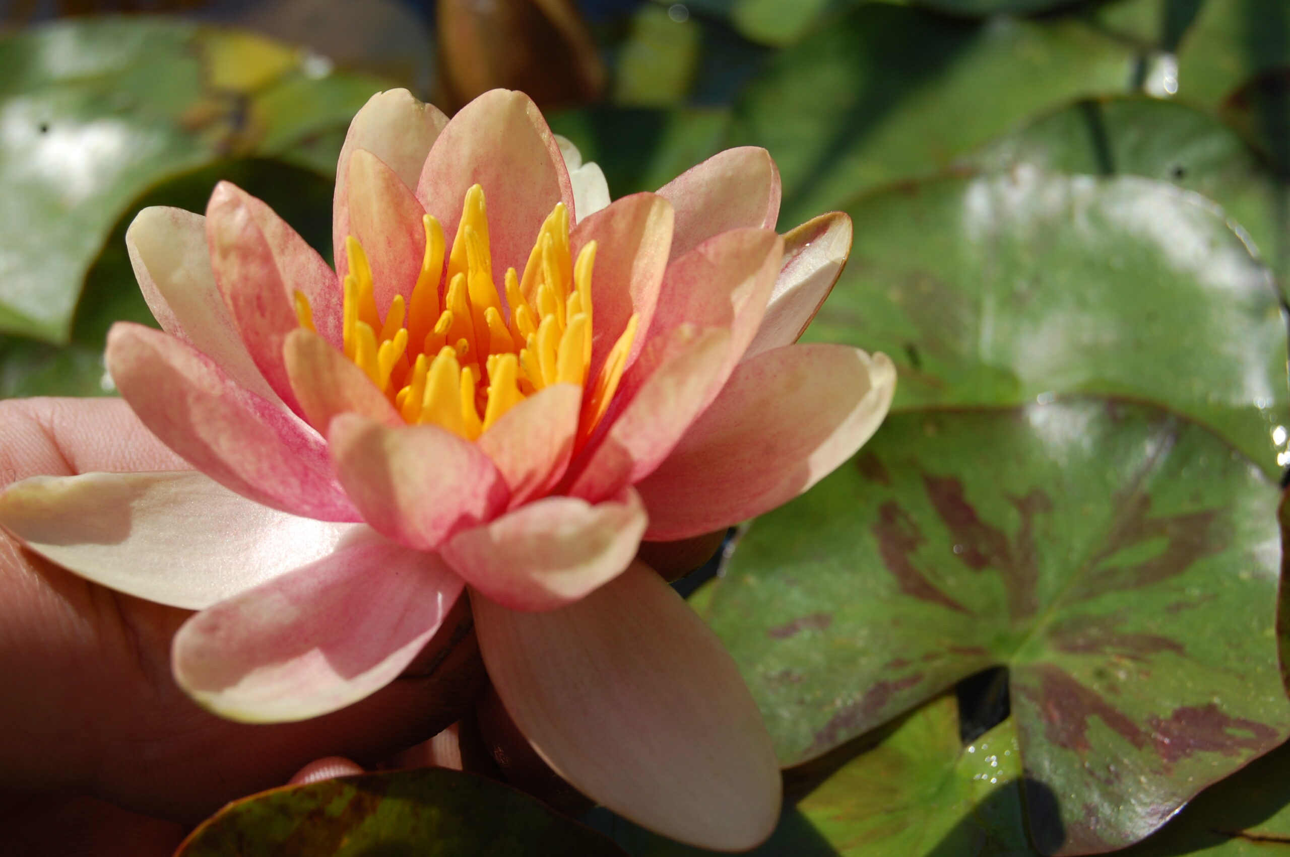 acheter nénuphar nymphaea Chrysantha for sale buy on line (19)