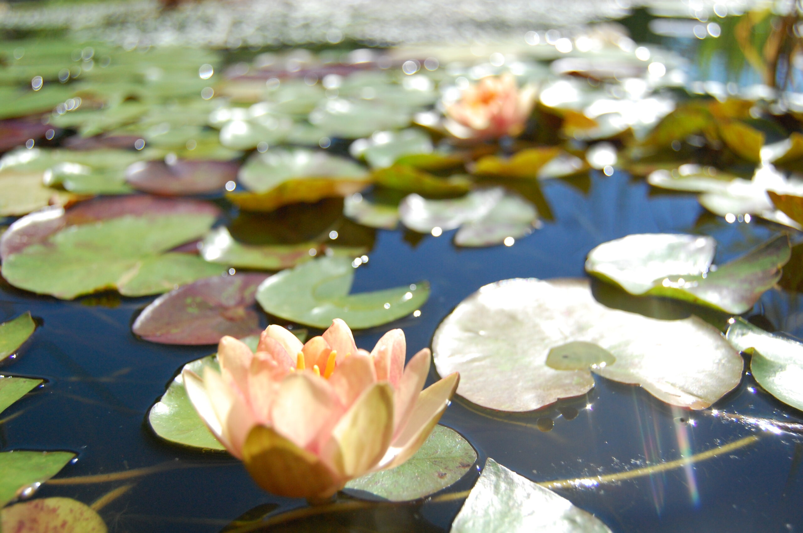 acheter nénuphar nymphaea Chrysantha for sale buy on line (2) Copie