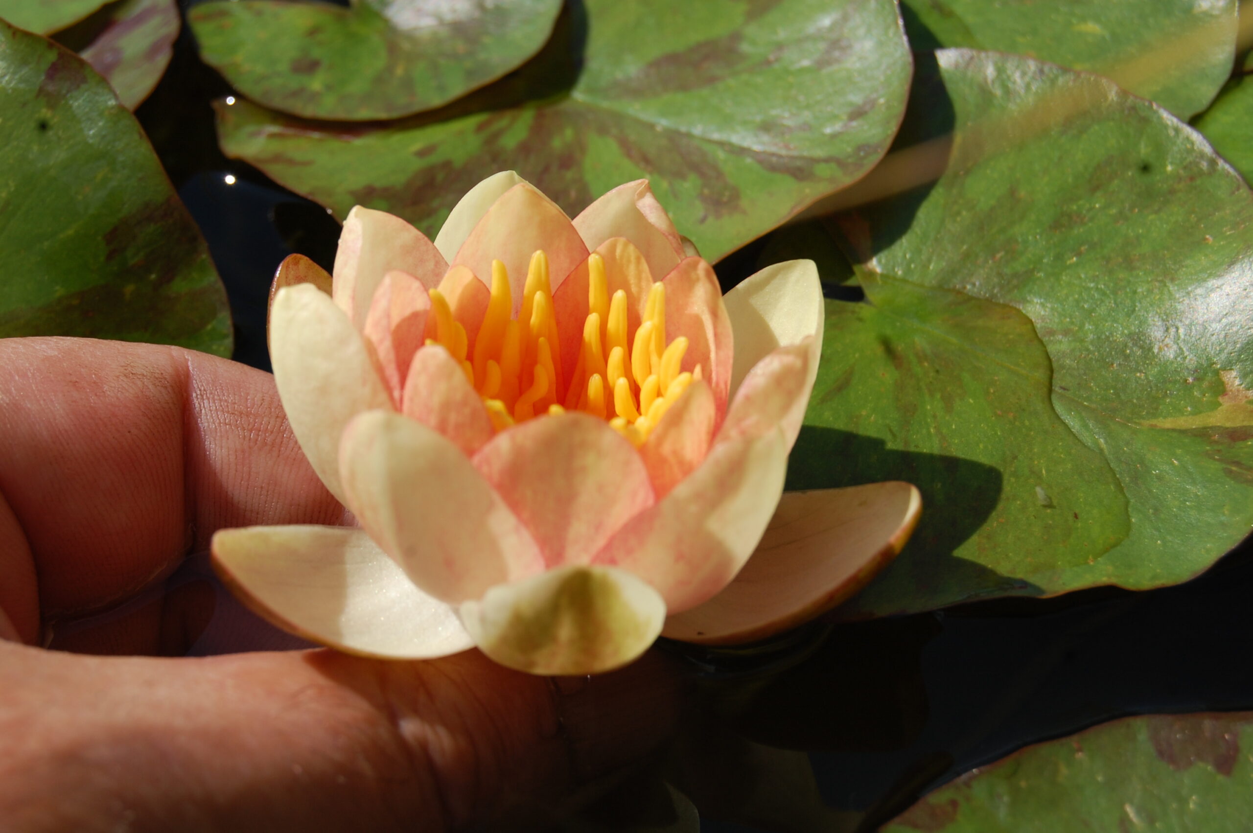 acheter nénuphar nymphaea Chrysantha for sale buy on line (20)