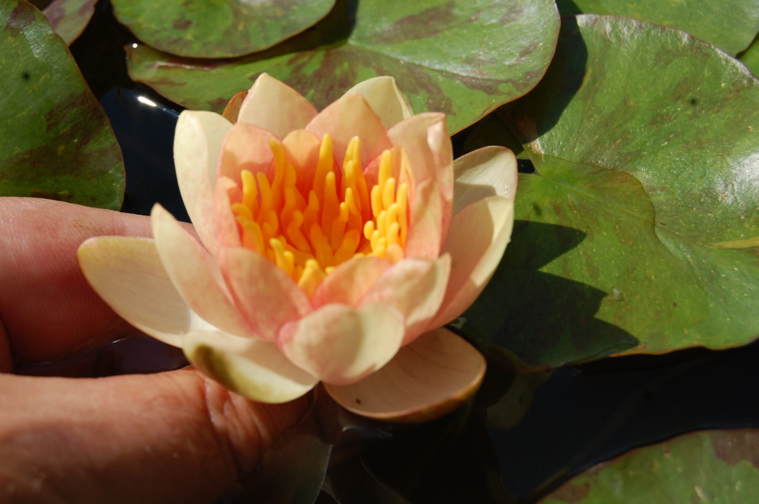 acheter nénuphar nymphaea Chrysantha for sale buy on line (21)