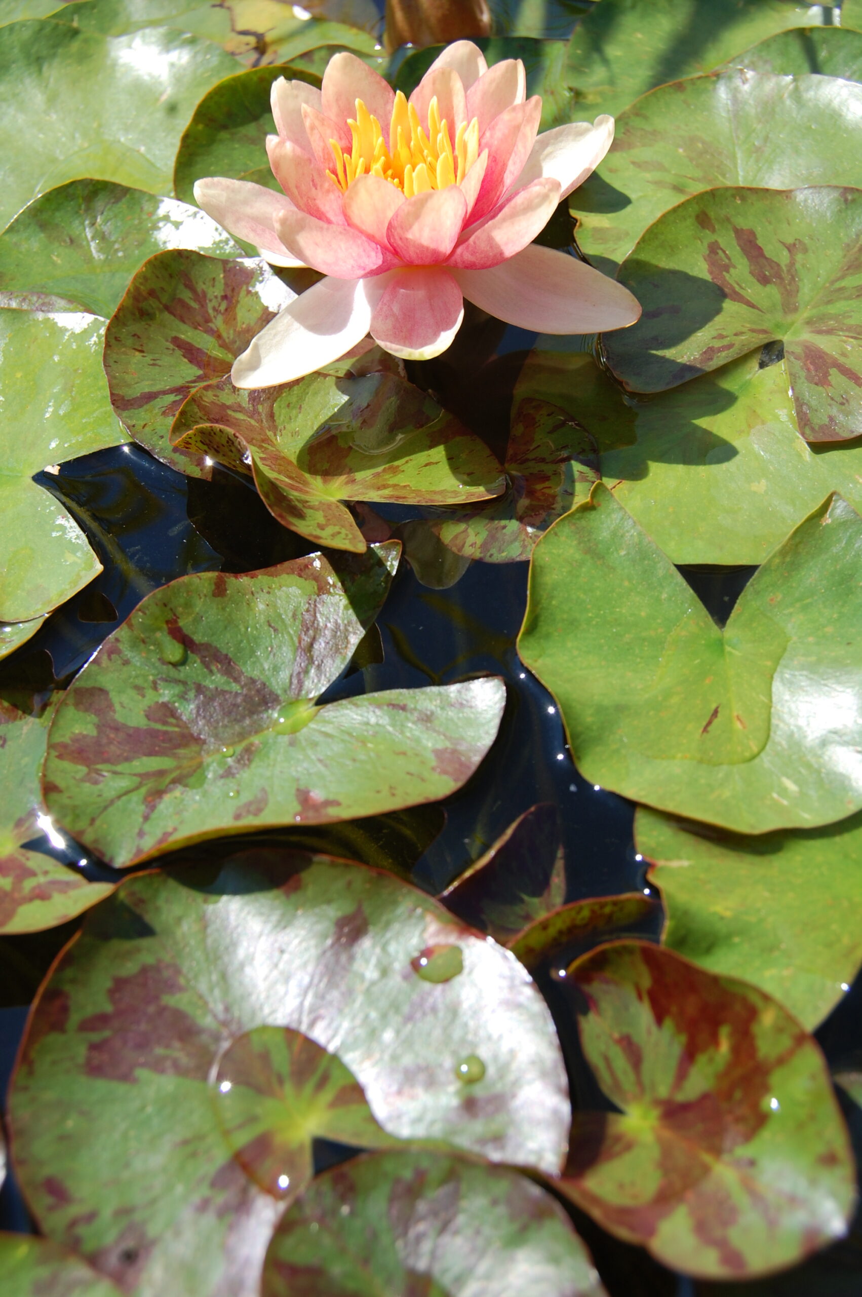 acheter nénuphar nymphaea Chrysantha for sale buy on line (23)