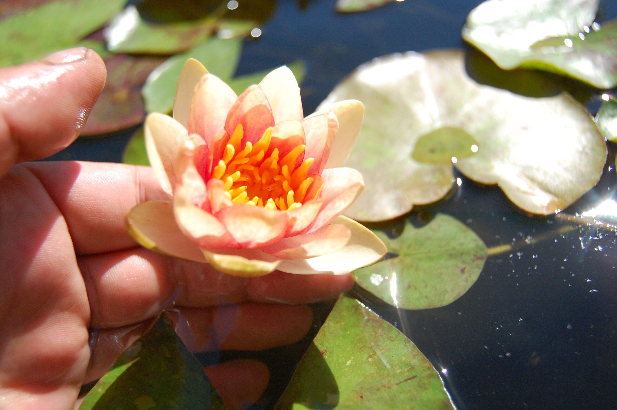 acheter nénuphar nymphaea Chrysantha for sale buy on line (3) Copie