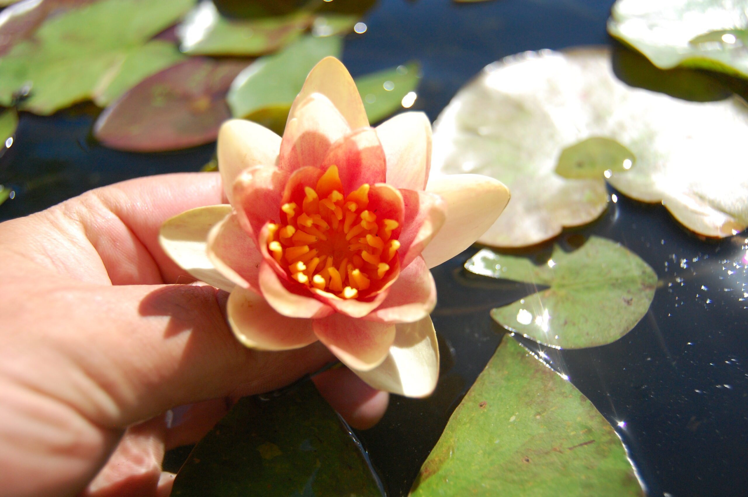 acheter nénuphar nymphaea Chrysantha for sale buy on line (4) Copie