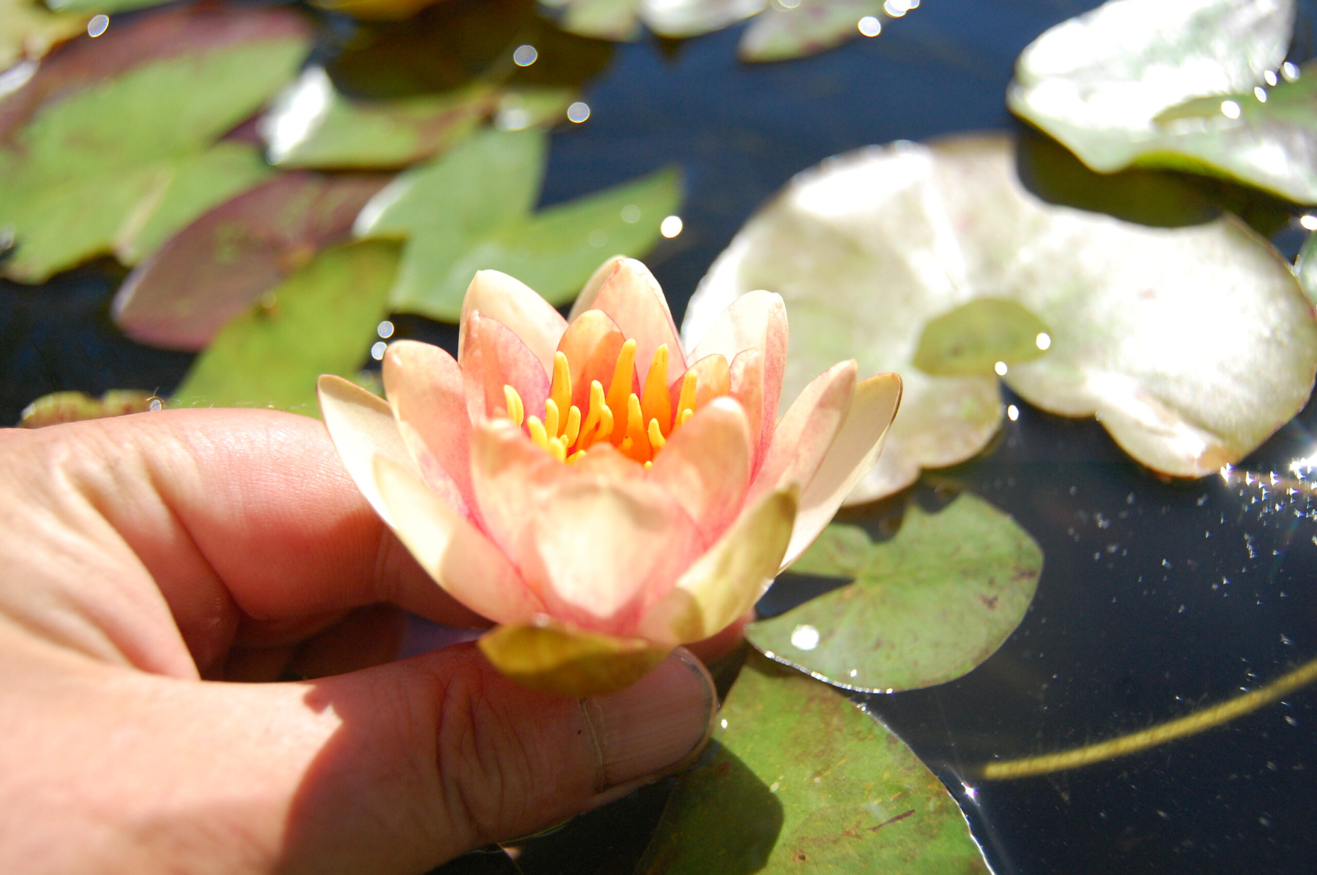 acheter nénuphar nymphaea Chrysantha for sale buy on line (6) Copie