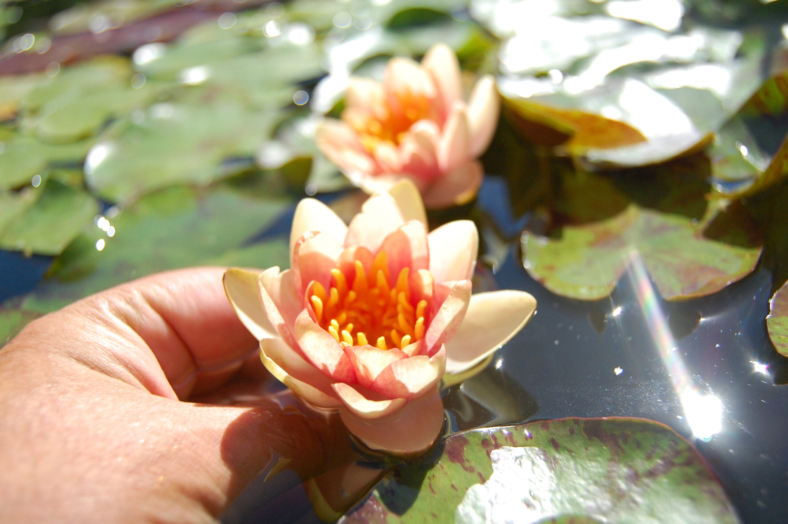 acheter nénuphar nymphaea Chrysantha for sale buy on line (8) Copie