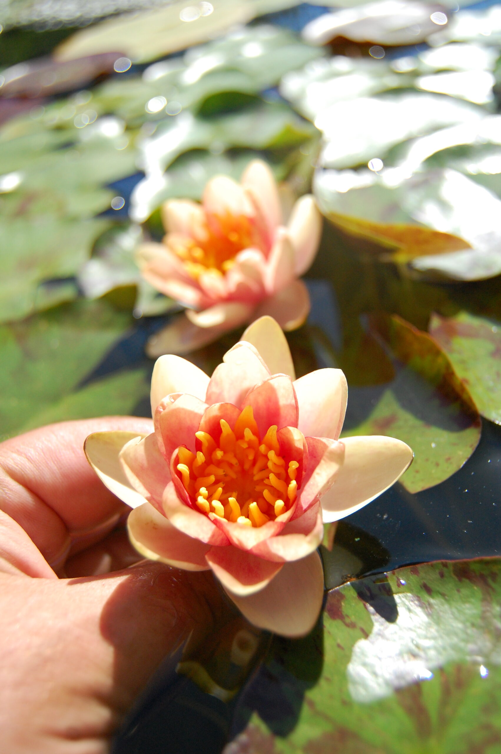 acheter nénuphar nymphaea Chrysantha for sale buy on line (9) Copie