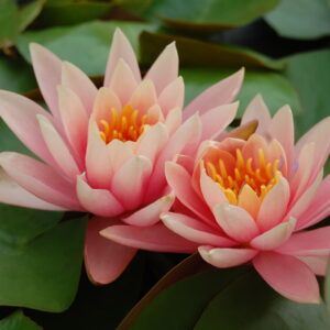 acheter nénuphar nymphaea Colorado for sale buy on line (103)