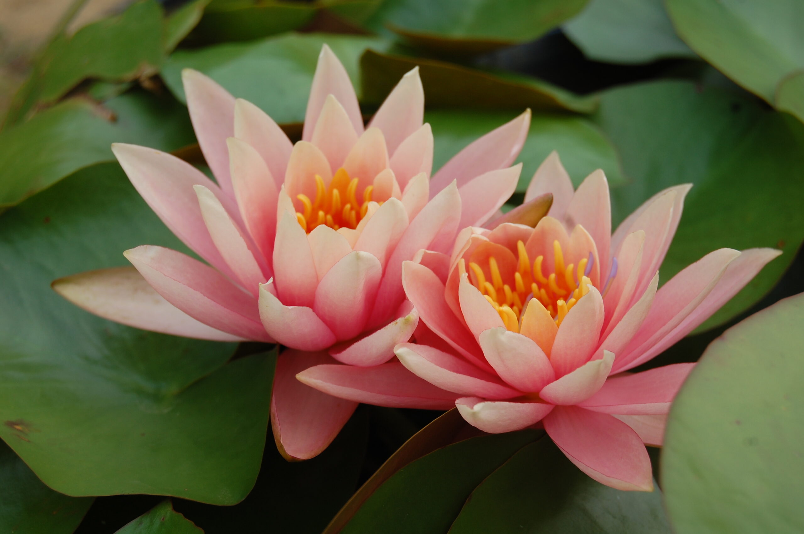 acheter nénuphar nymphaea Colorado for sale buy on line (103)