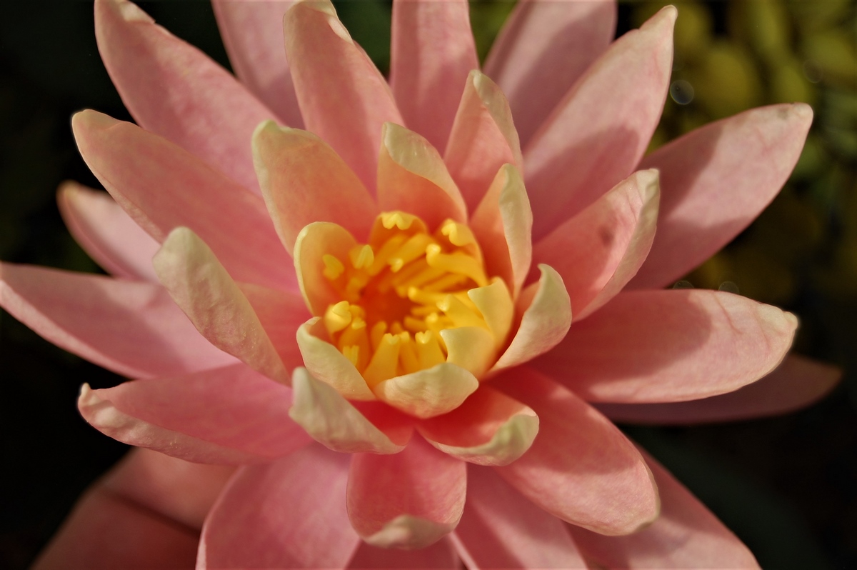 acheter nénuphar nymphaea Colorado for sale buy on line (22)
