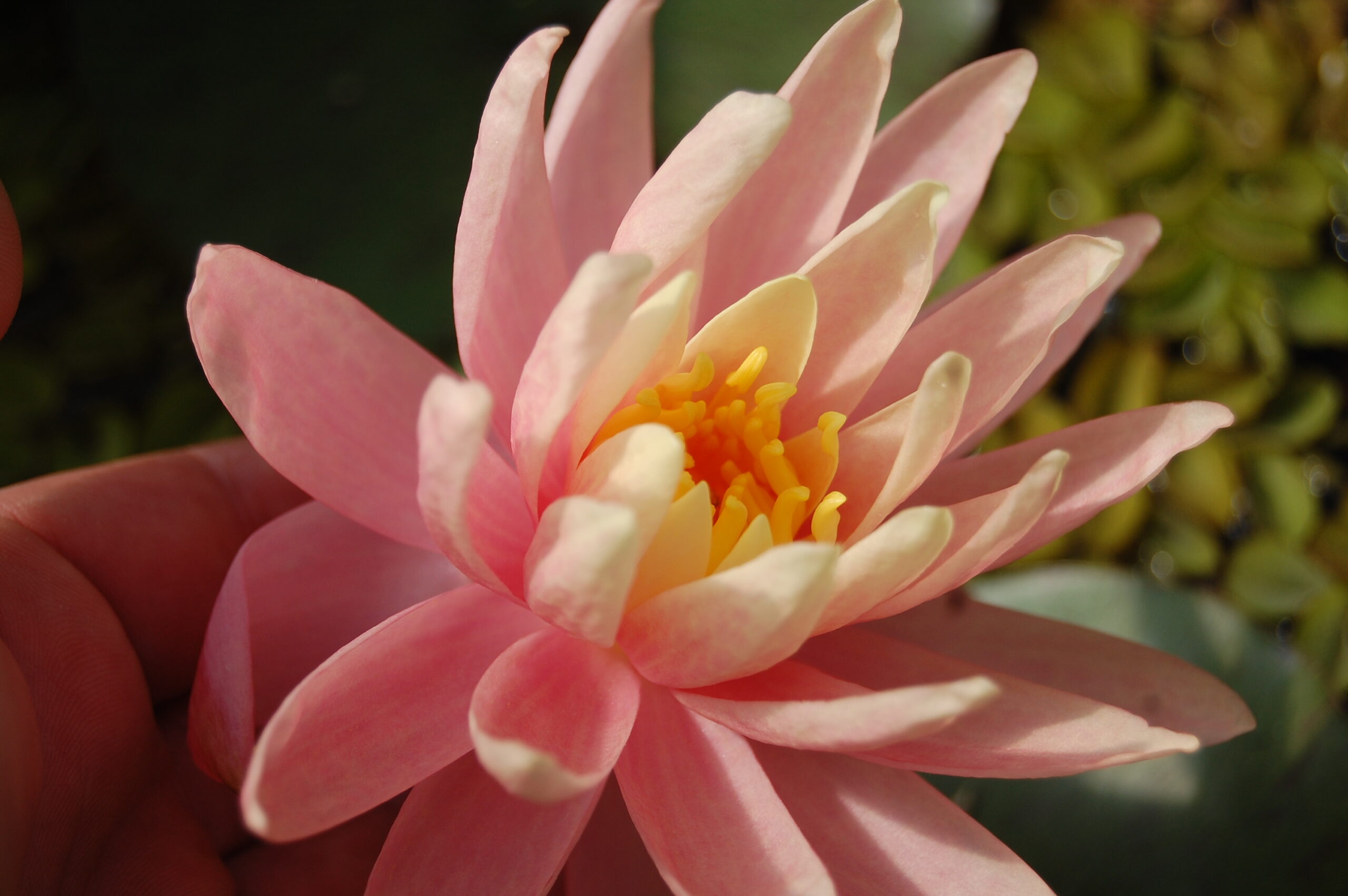 acheter nénuphar nymphaea Colorado for sale buy on line (31)