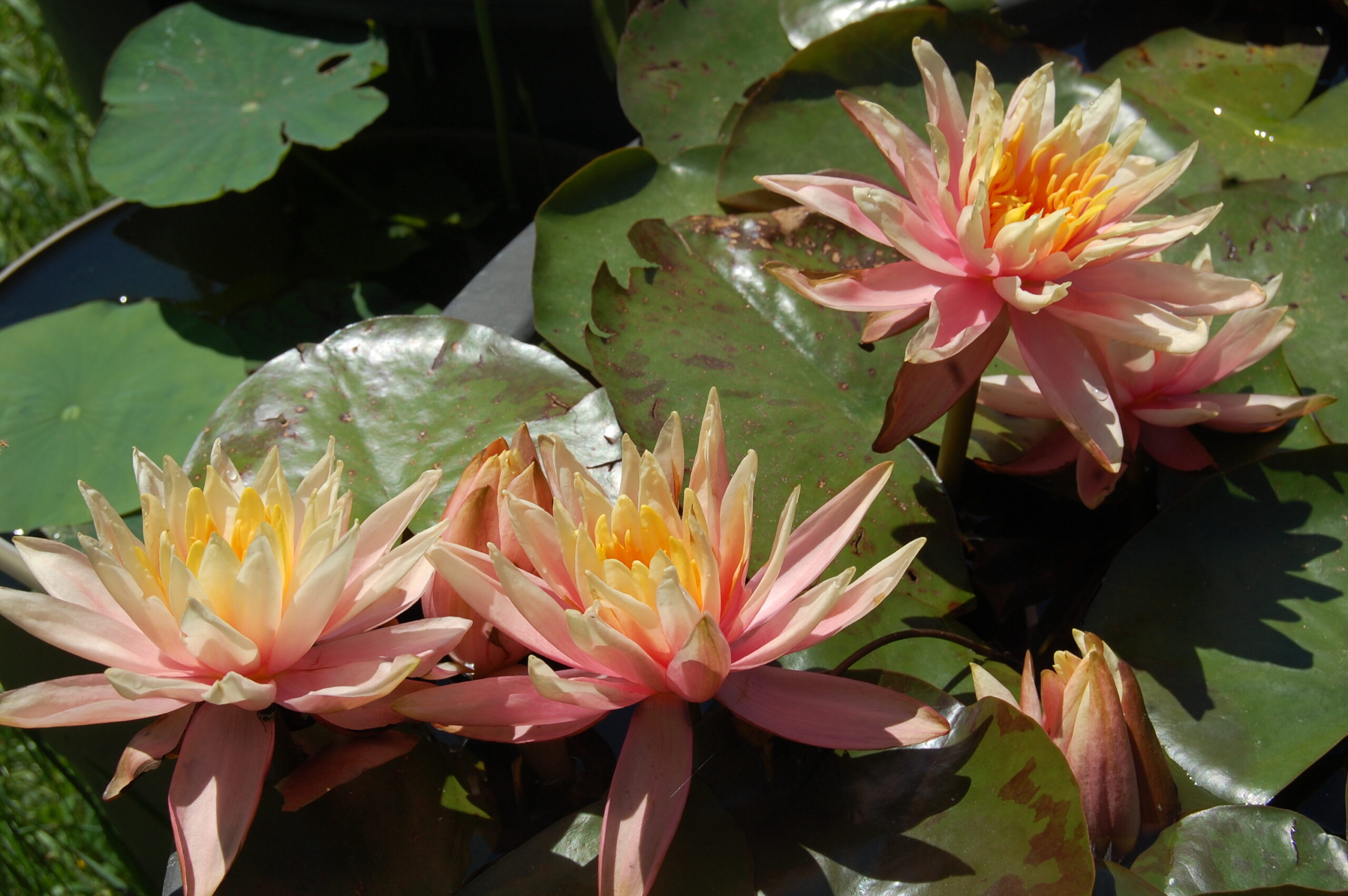 acheter nénuphar nymphaea Colorado for sale buy on line (32)