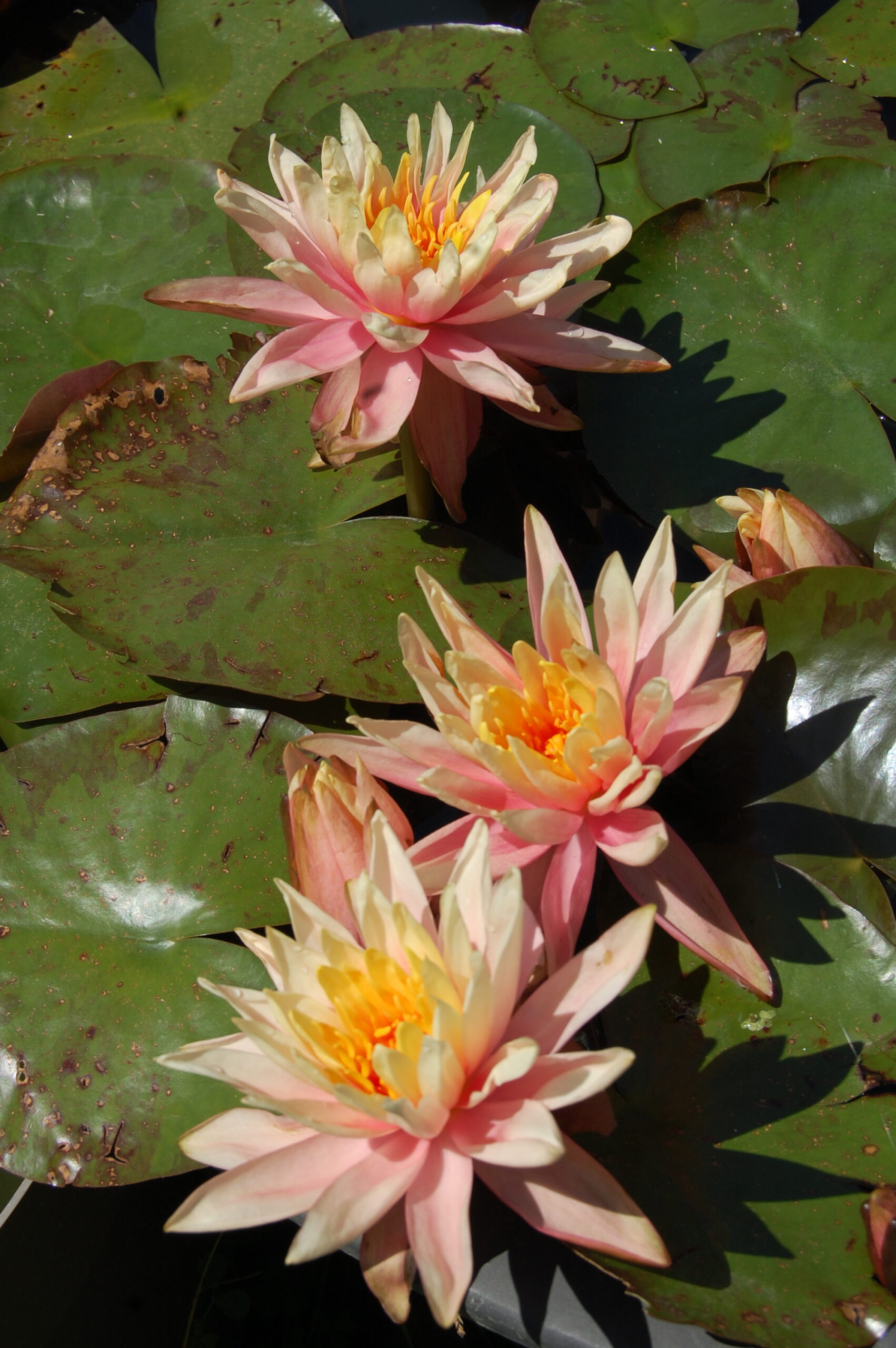 acheter nénuphar nymphaea Colorado for sale buy on line (37)