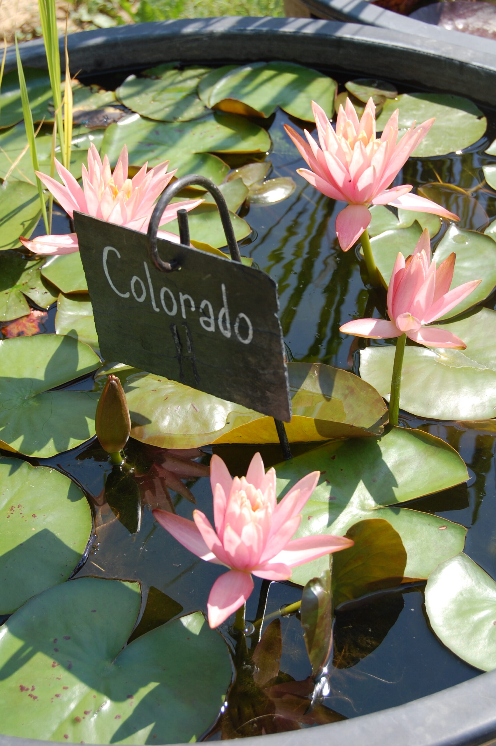 acheter nénuphar nymphaea Colorado for sale buy on line (57)